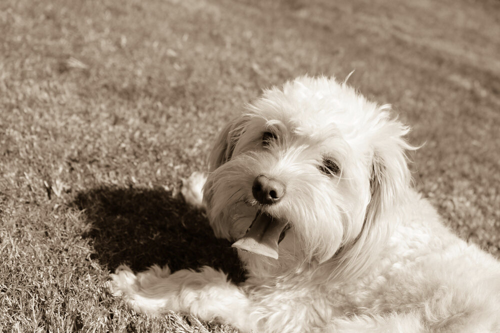 Sepia-4.jpg