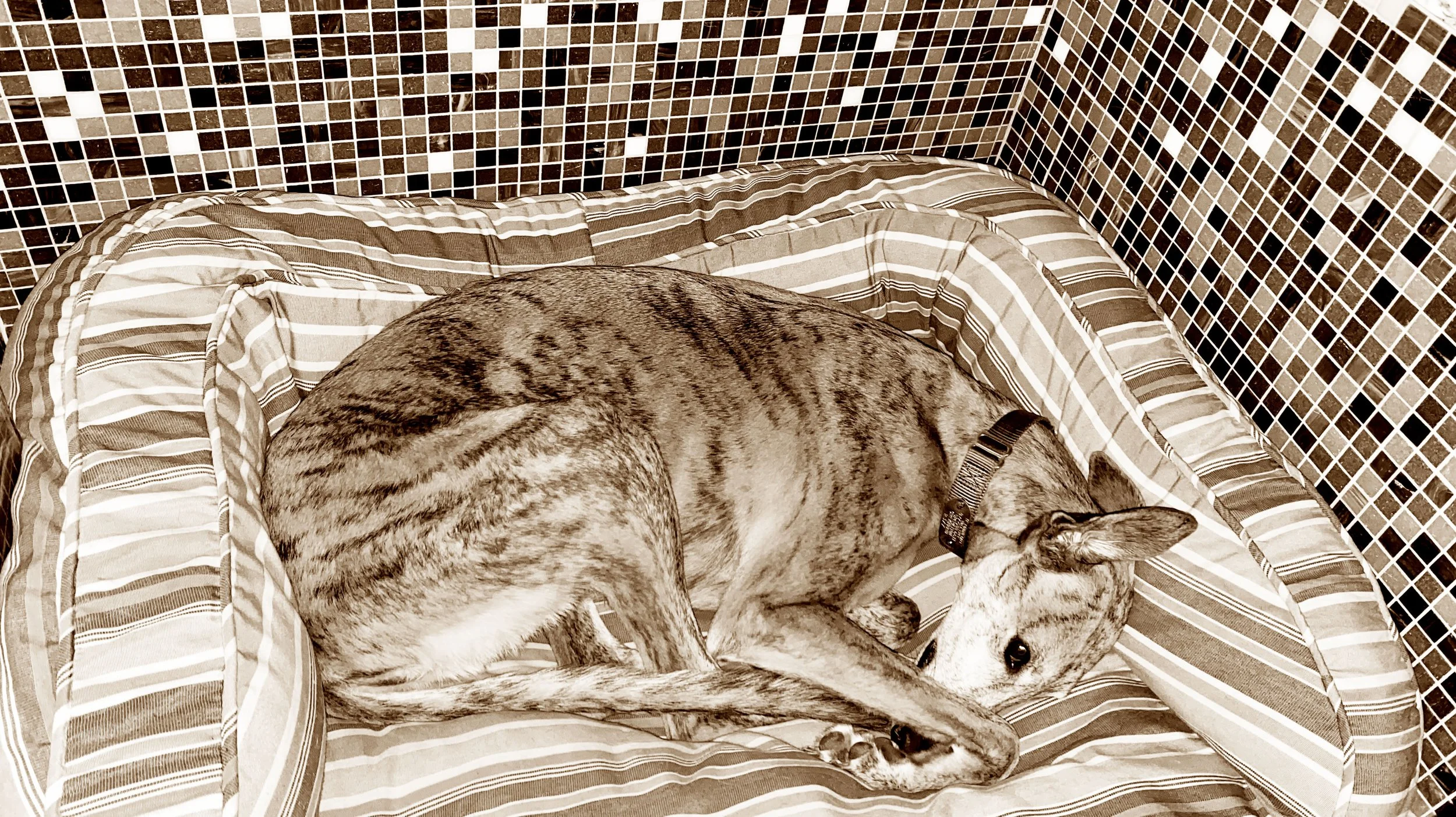 greyhound.jpg
