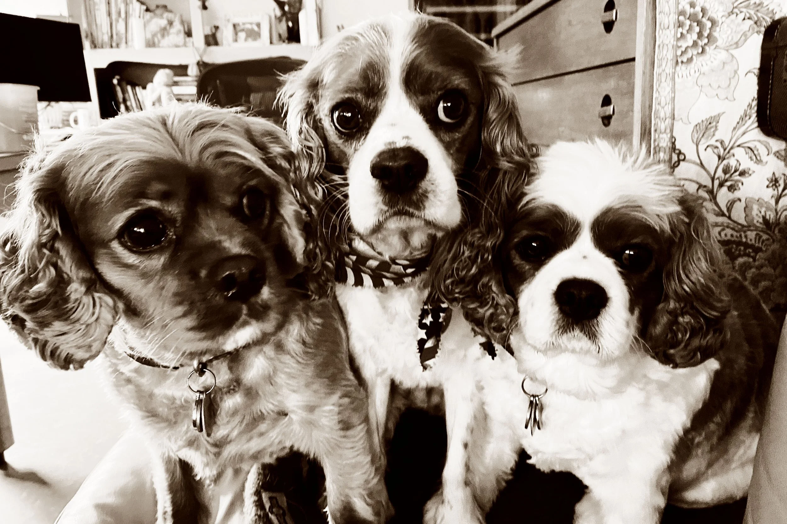 Winston, Charlie & Clem.jpg