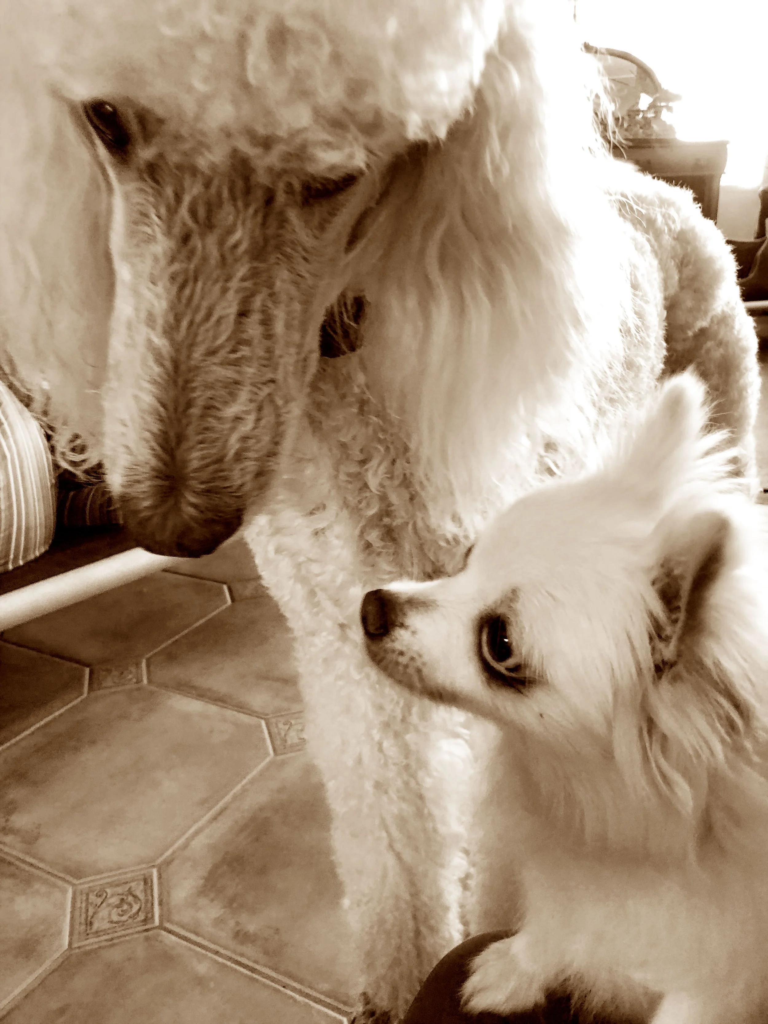 Jaxson and tiny.jpg