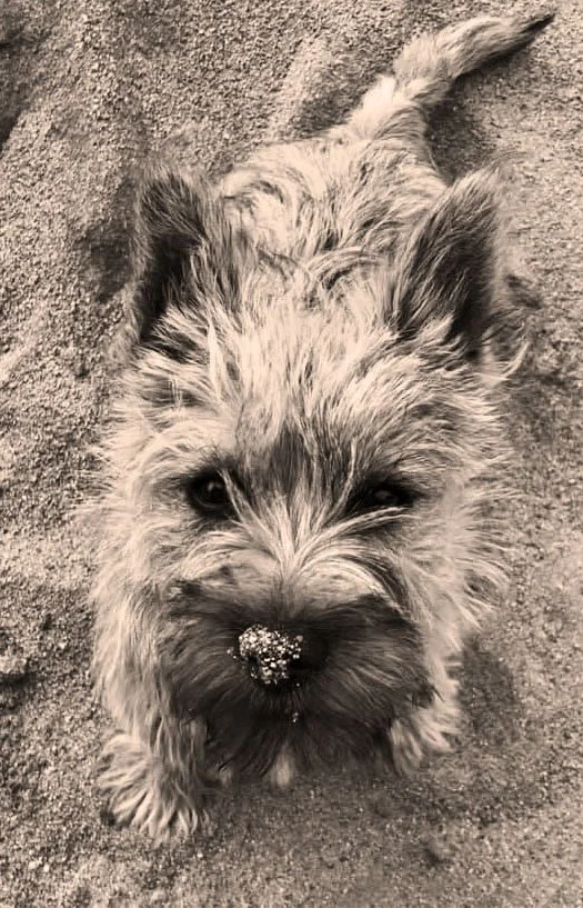 jimmy puppy.jpg