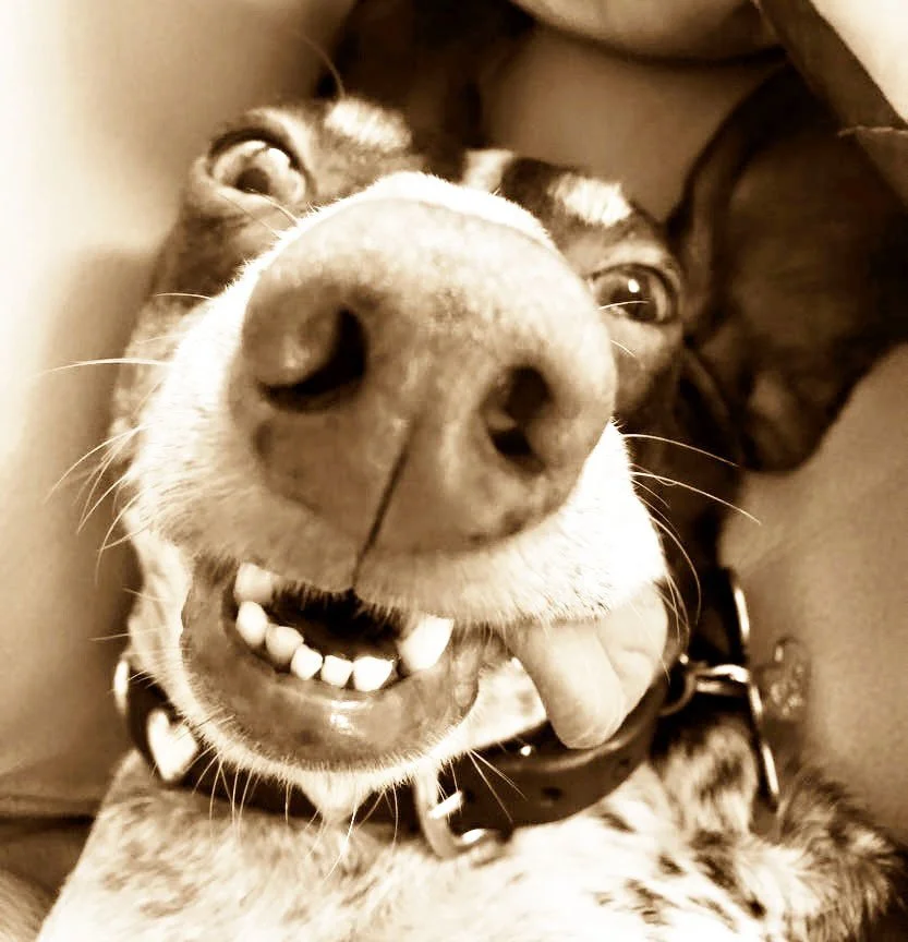 Milo nose and tongue copy.jpg