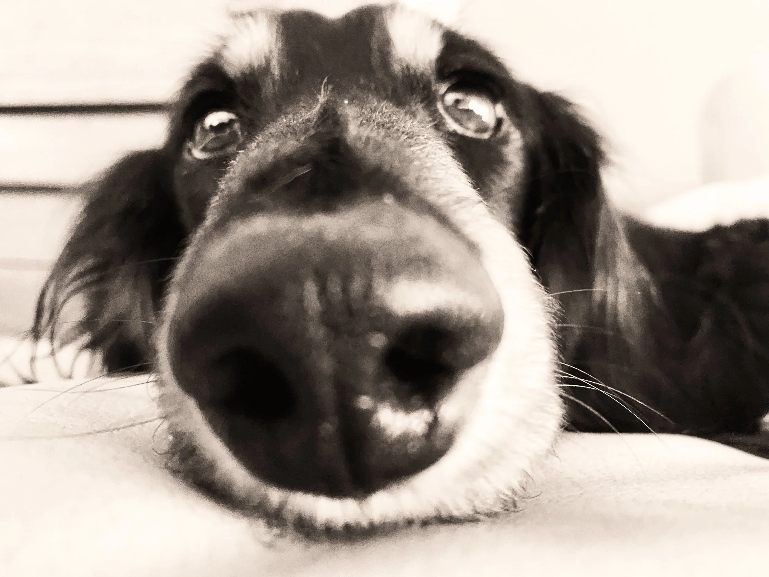 Buddy.jpg
