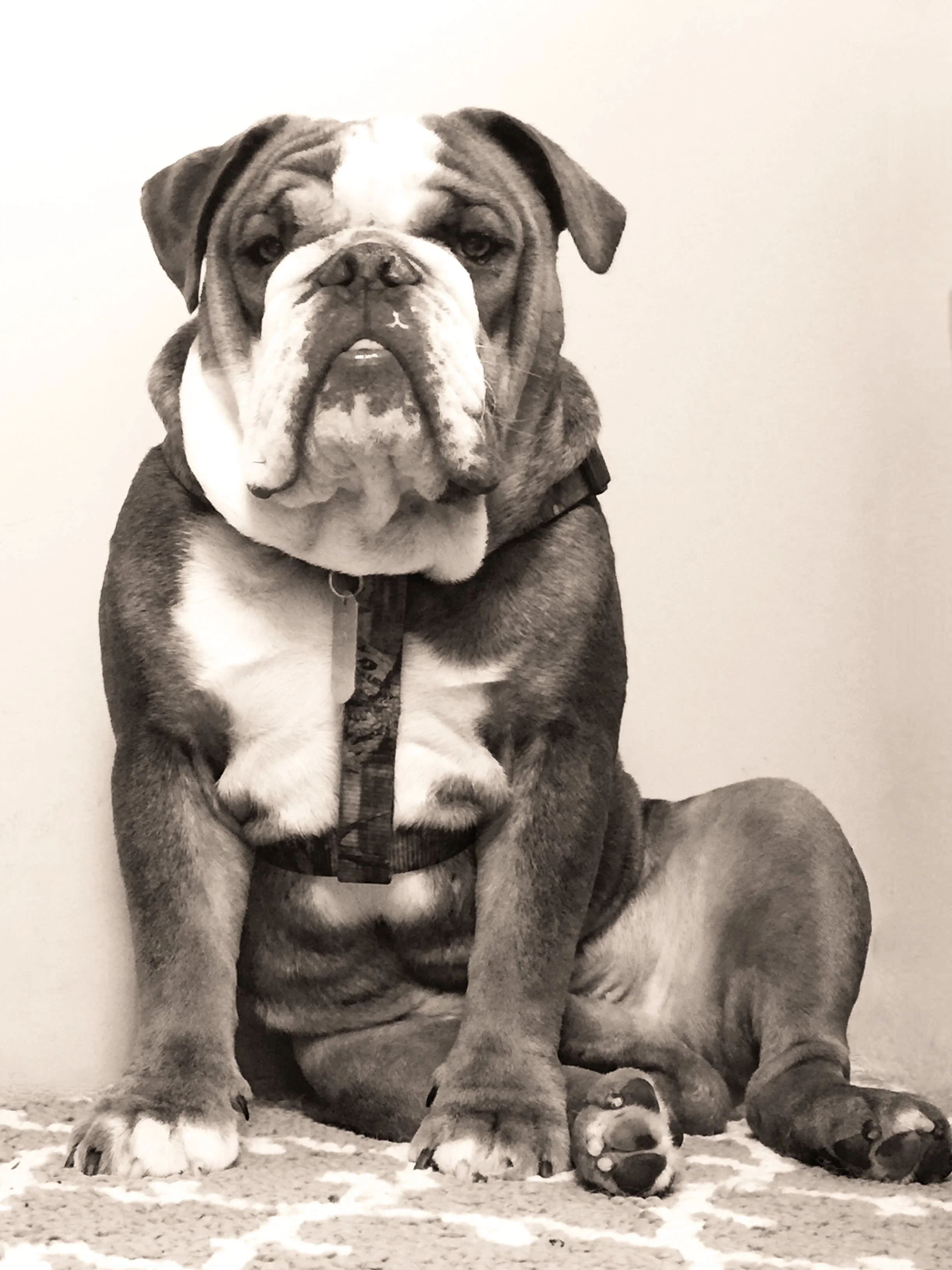 Bulldog.jpg