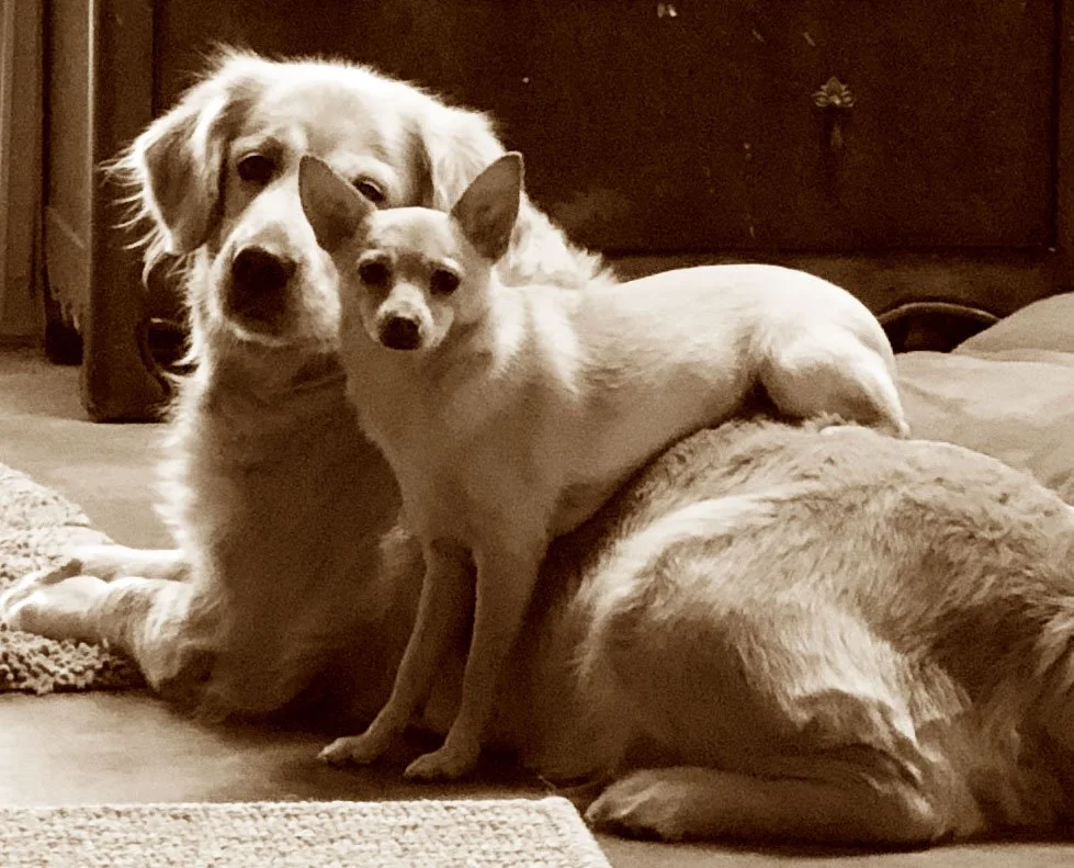 dogs 7.jpg