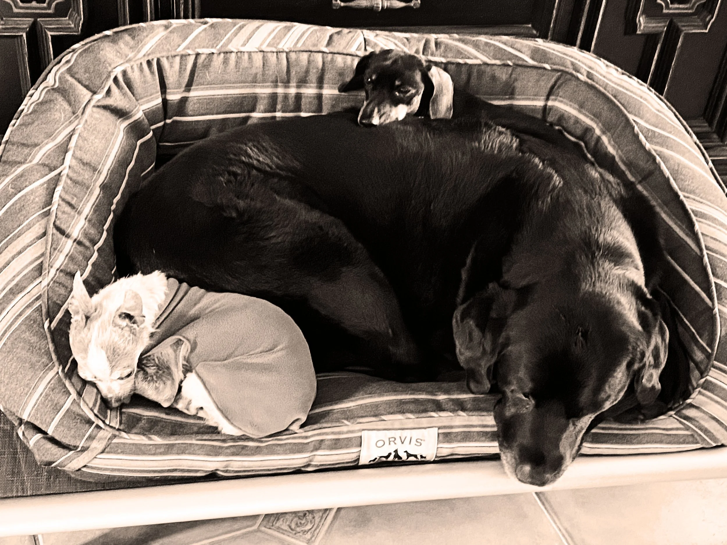 Rose, Biggie & Elwood.jpg