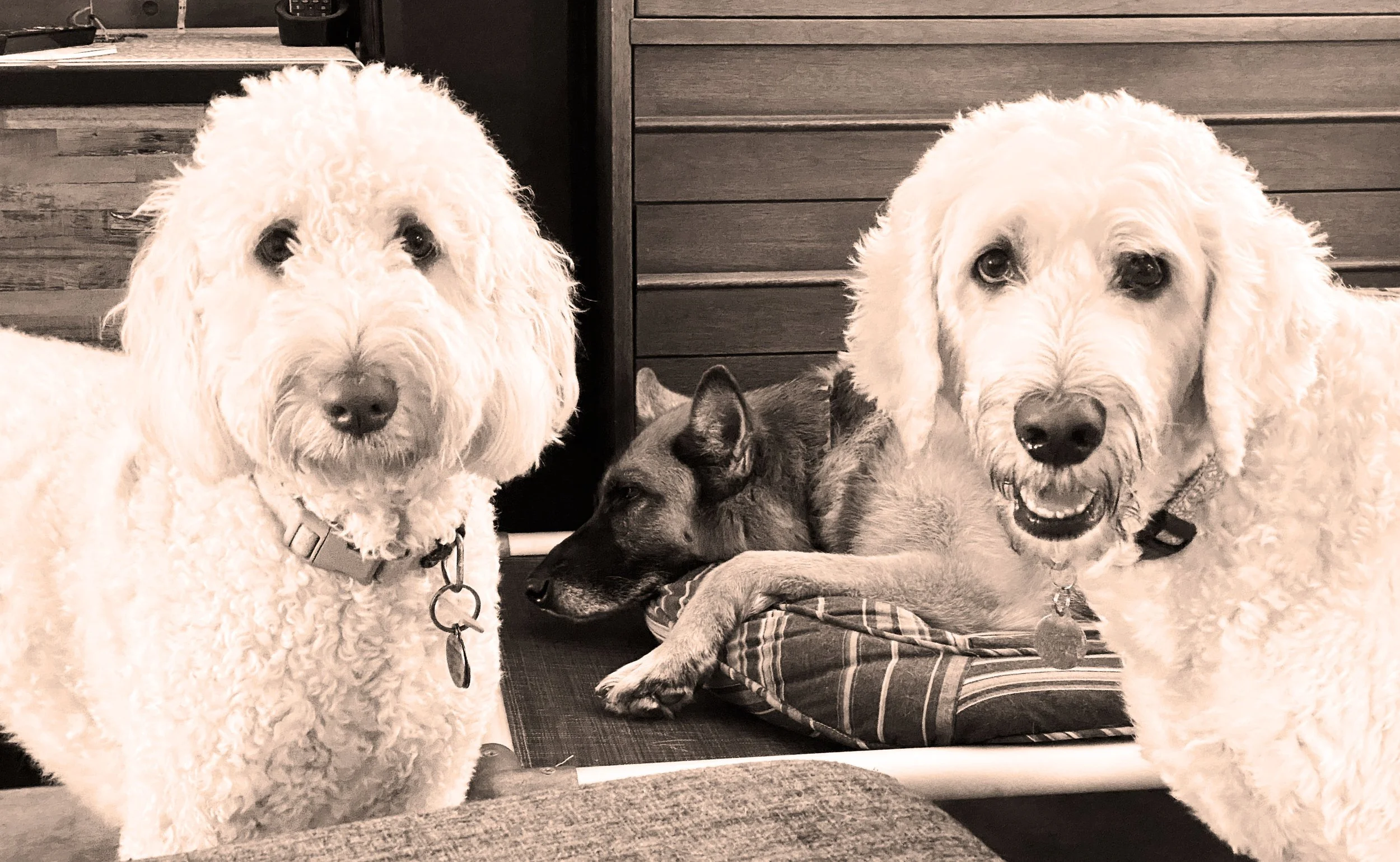 Lilah Luna & Sammie.jpg