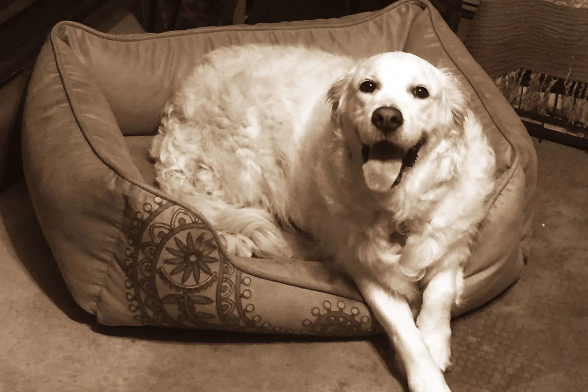 whitedog-sepia.jpg