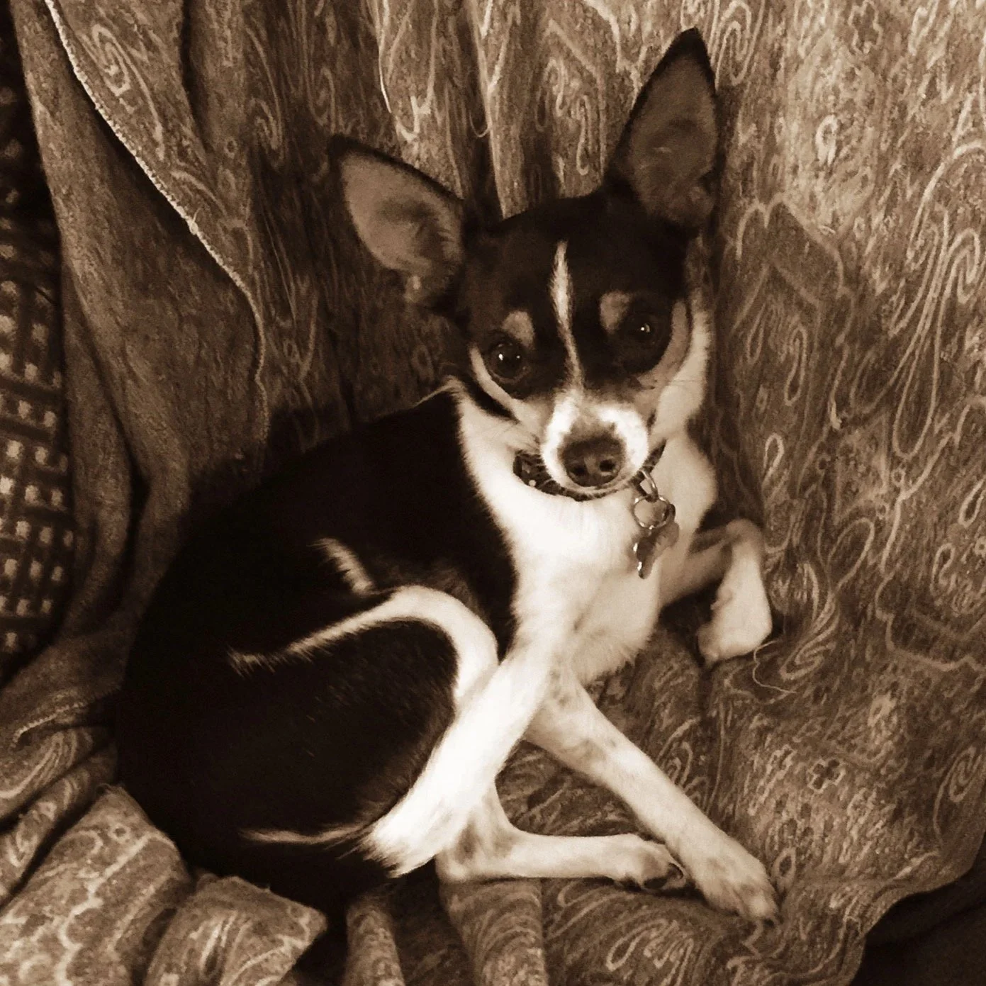 chihuaha-sepia.jpg