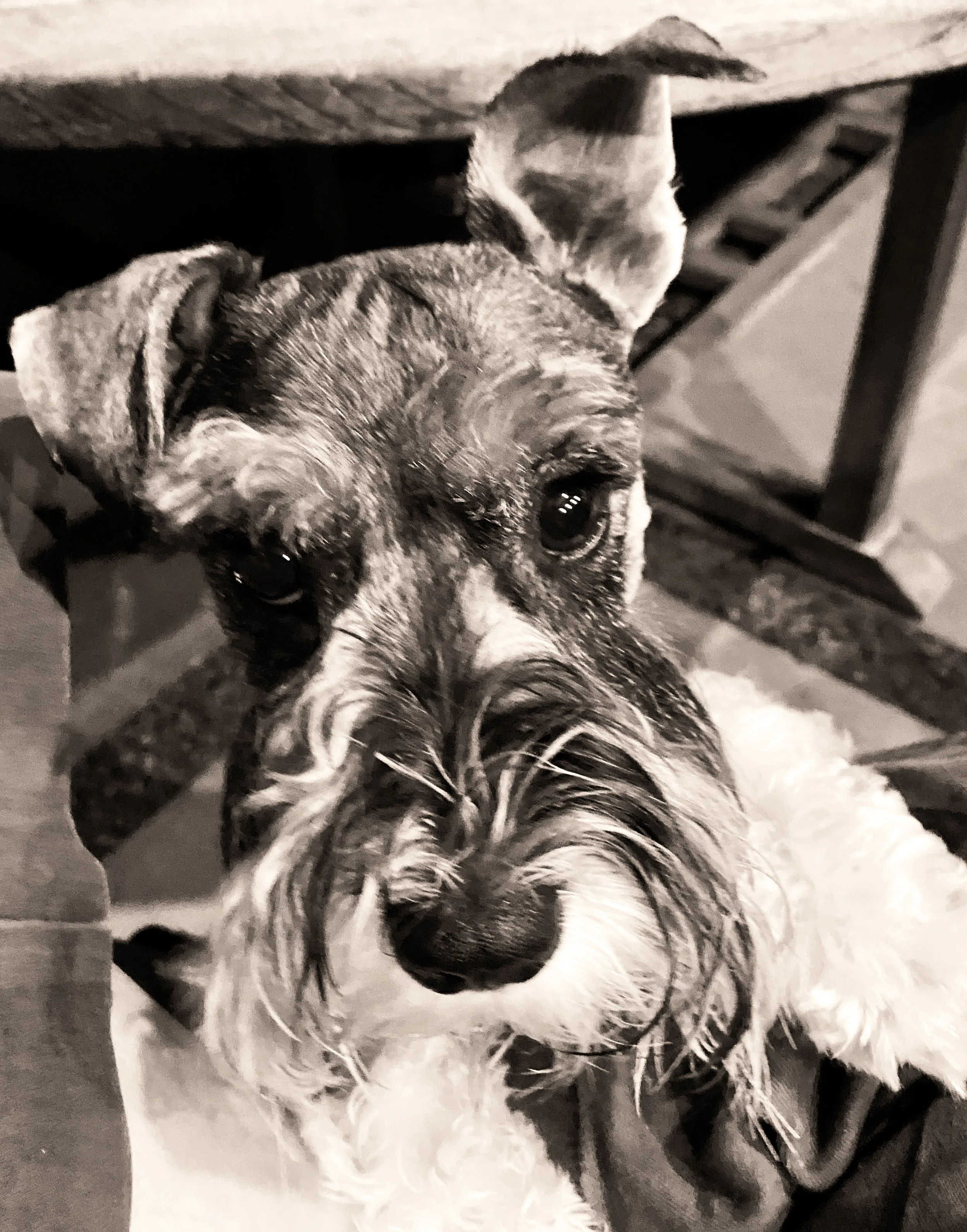 schnauzer.jpg