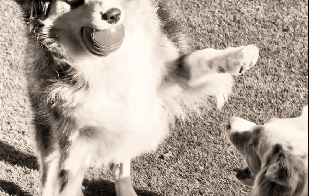 Blue+Ball & Stella.jpg