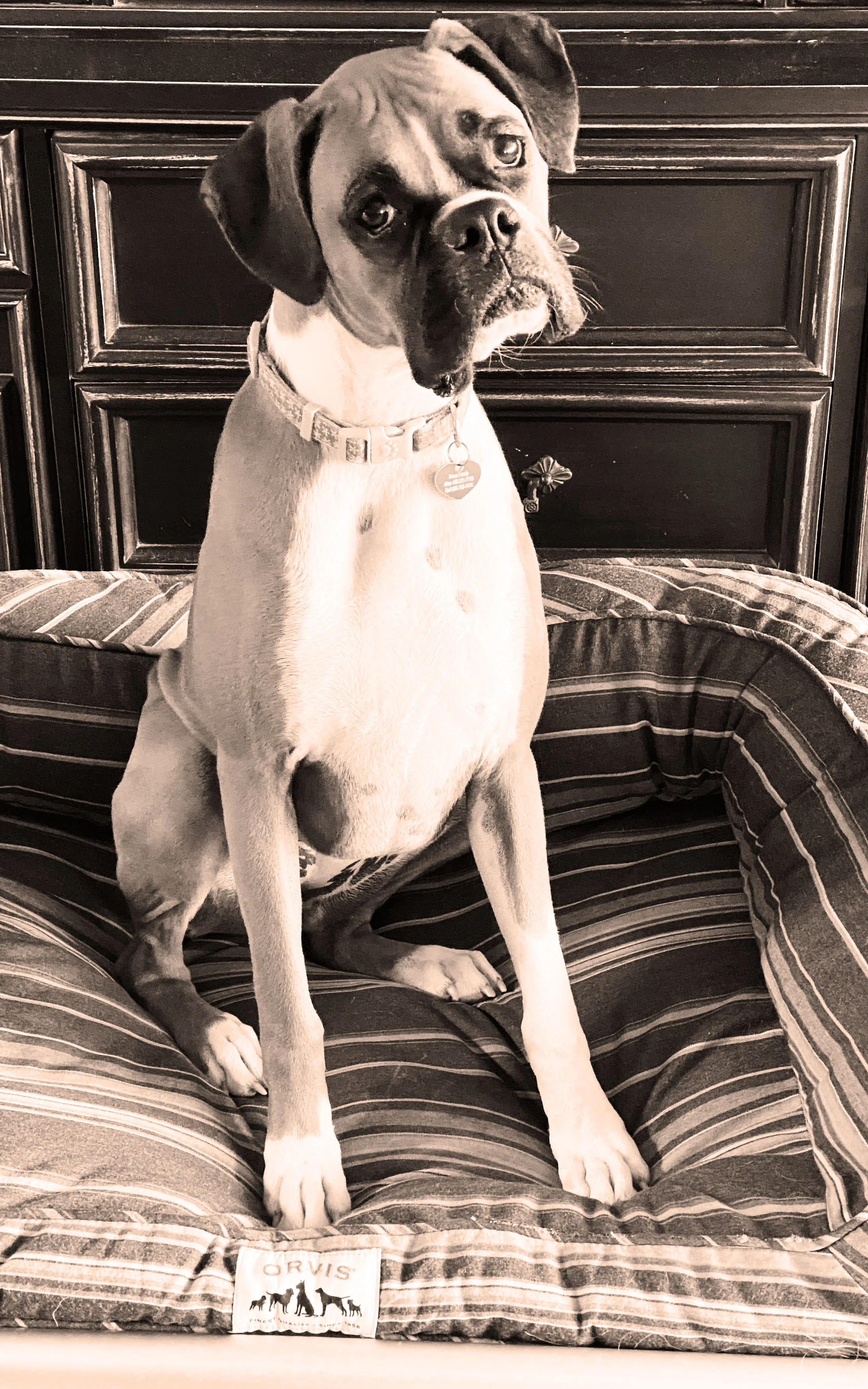 boxer.jpg