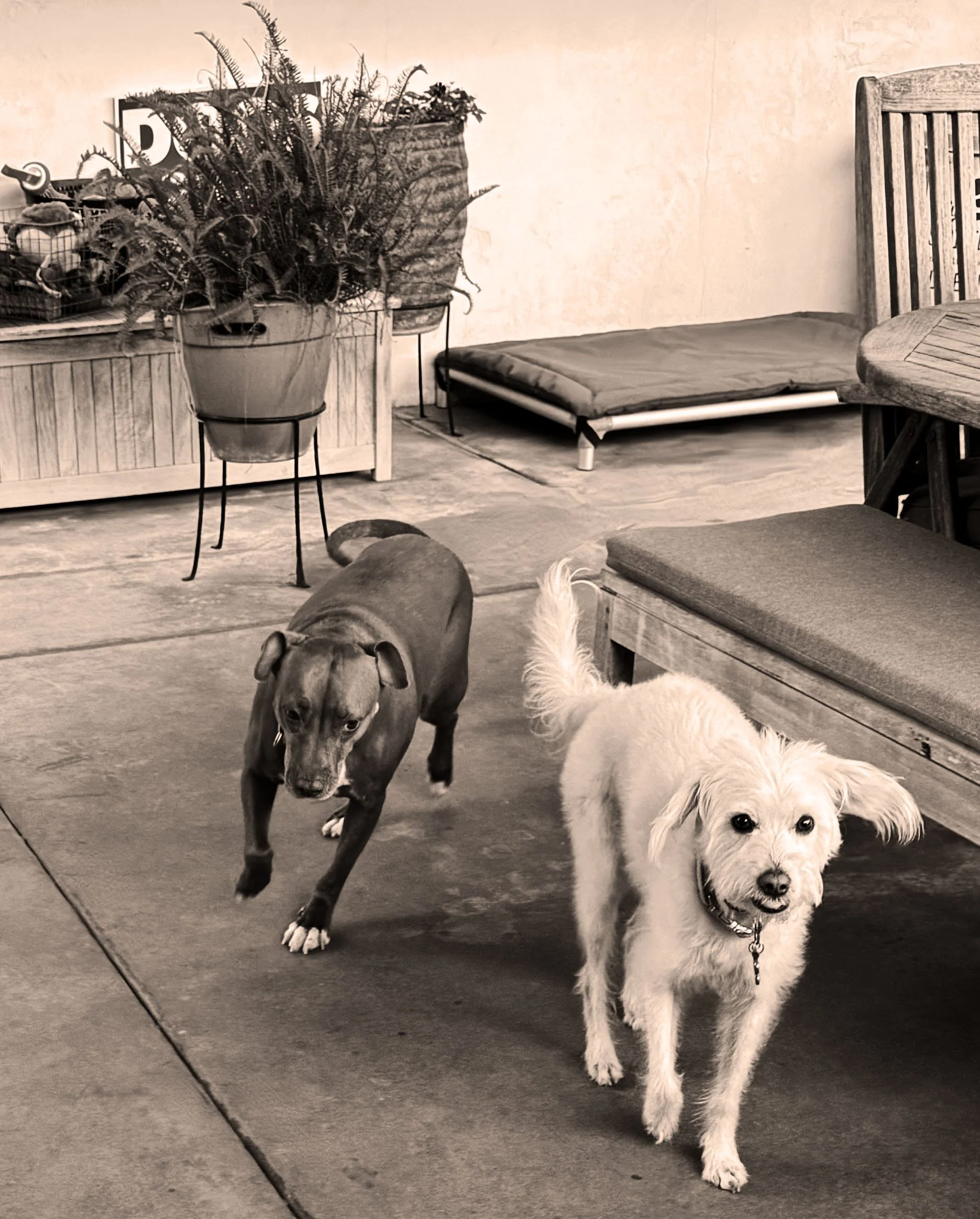 Chica and Mika.jpg