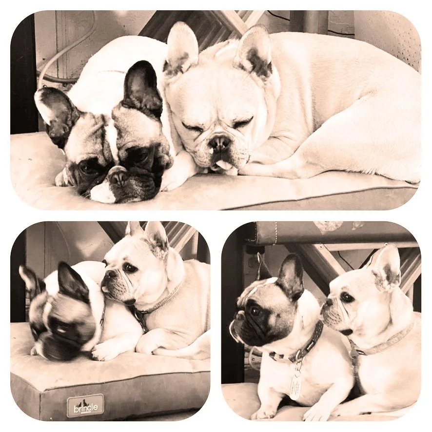 Frenchies Squared.jpg
