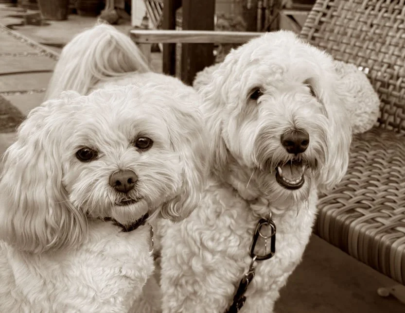 Lola & Daisy 3.jpg