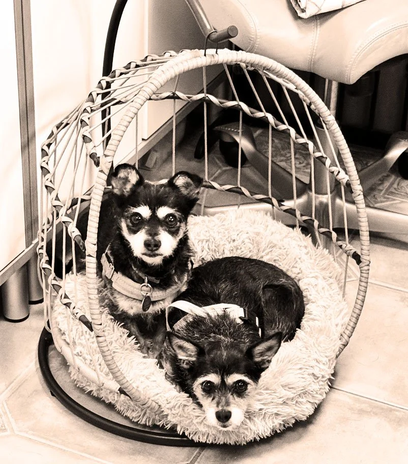 Papi & Chiquita 2.jpg