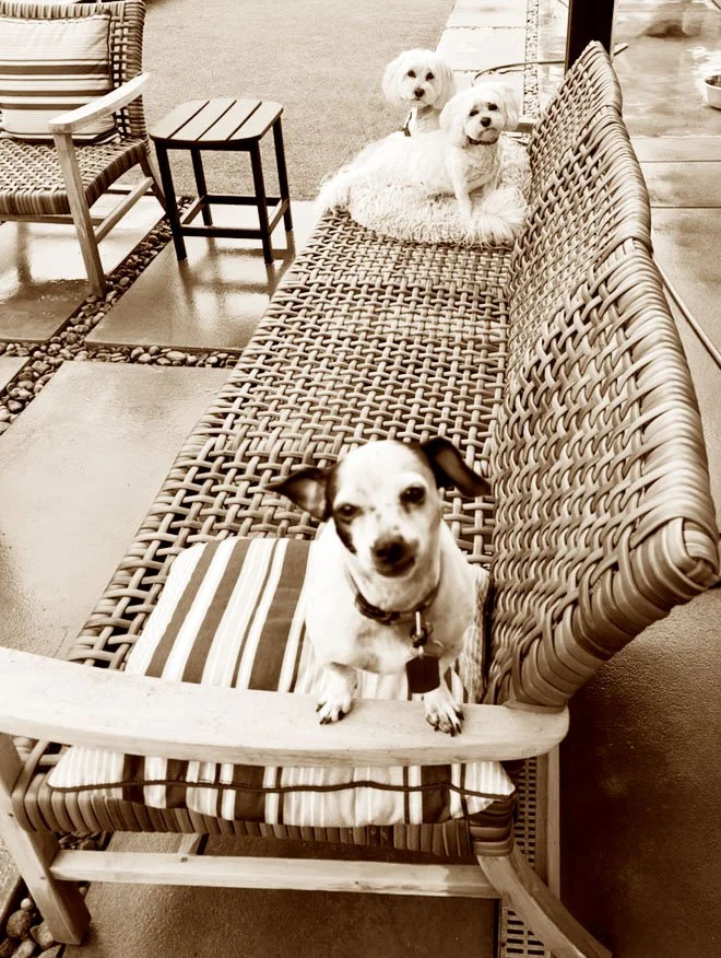 Pebbles, Sal & Bruno.jpg