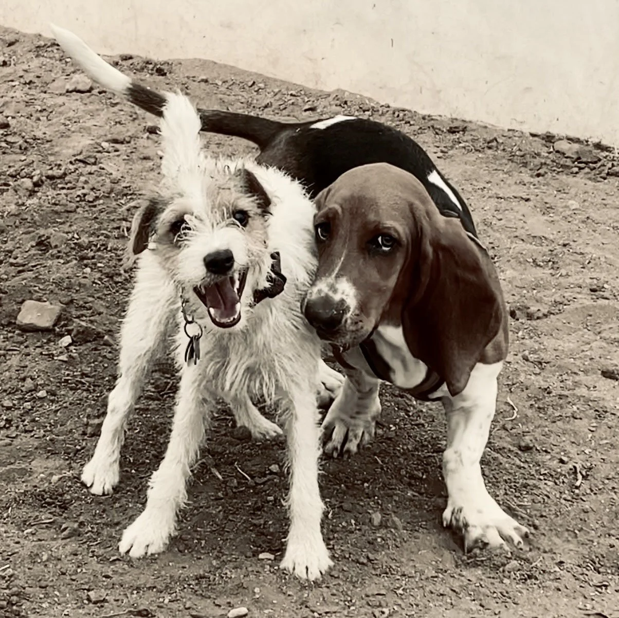 Pals.jpg