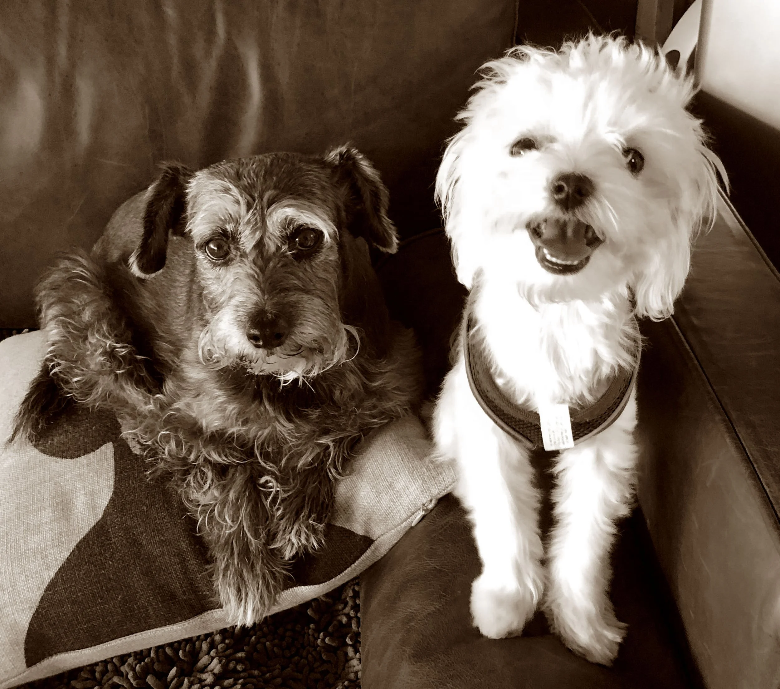 Clem & little white dog.jpg