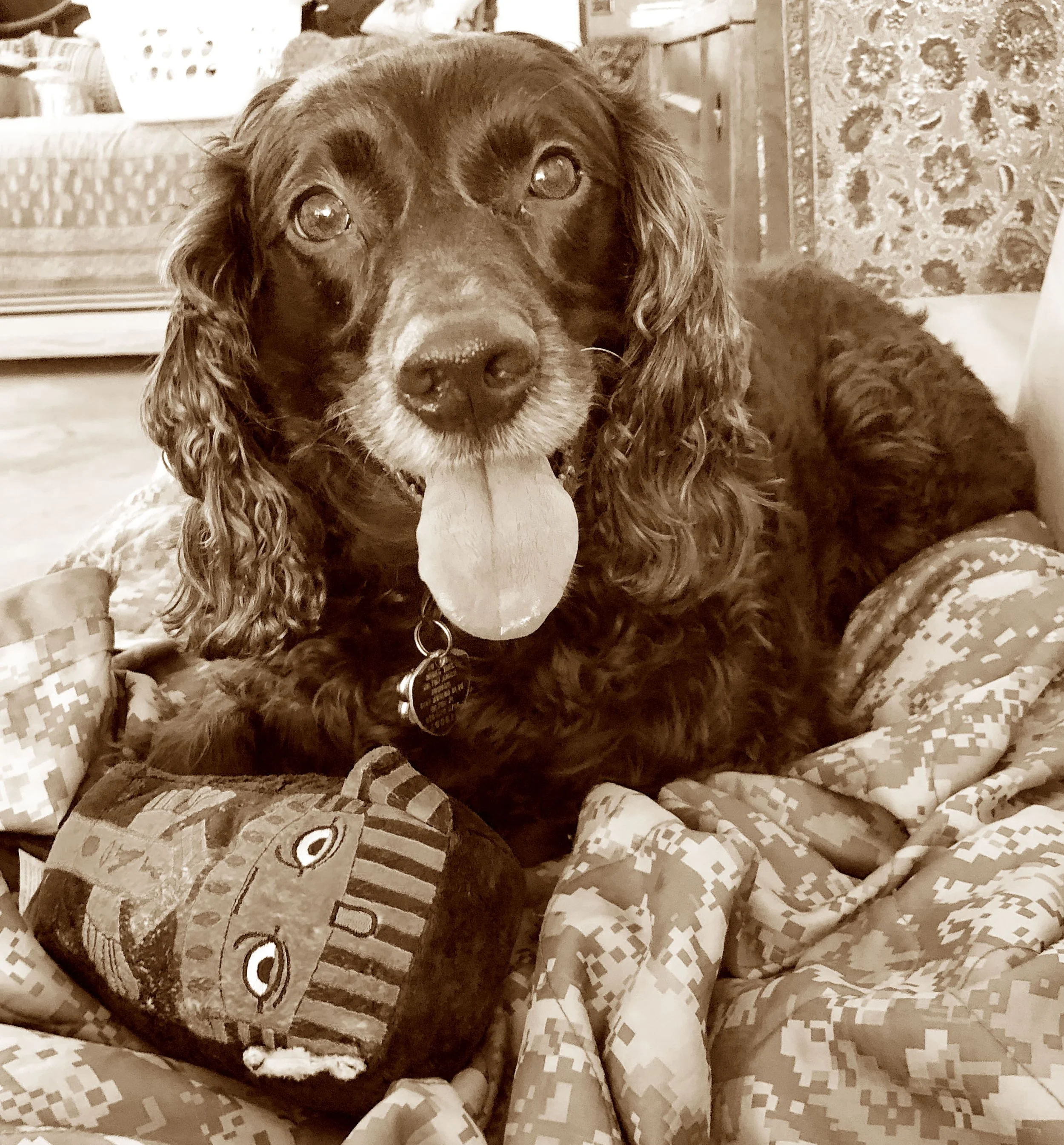 dog 5.jpg