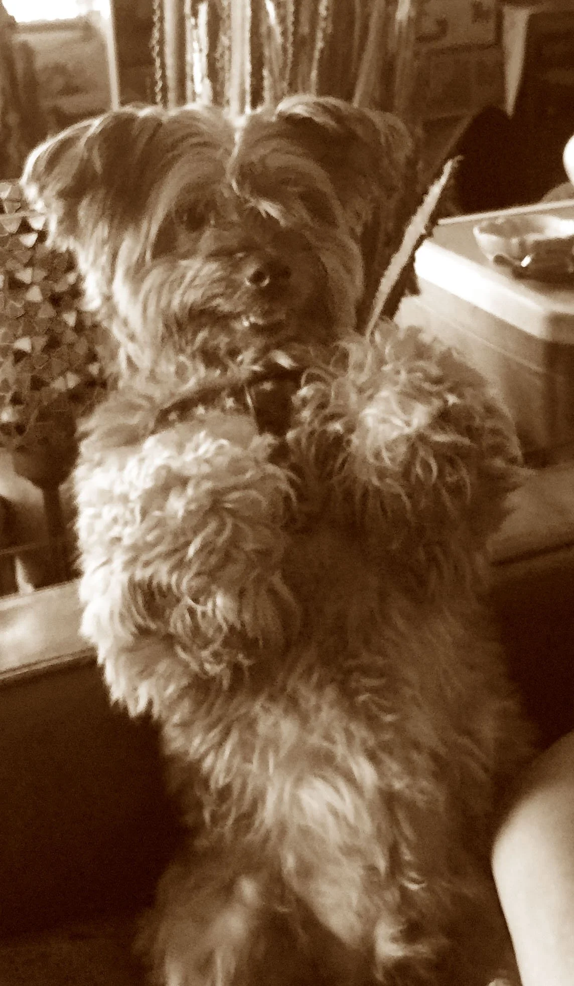 dog 8.jpg