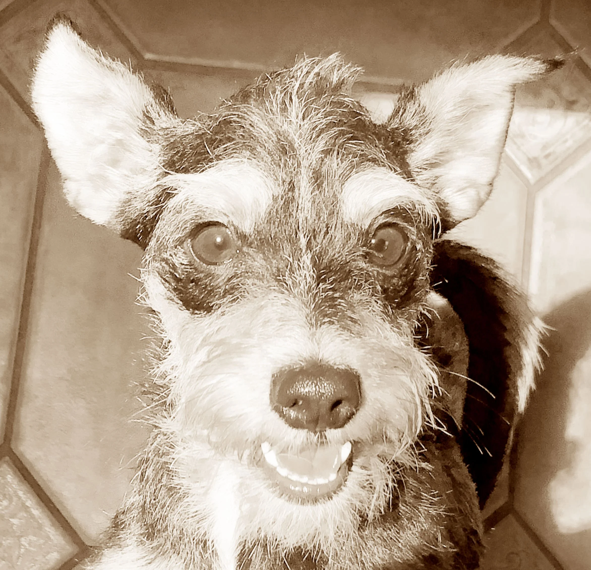 doggie.jpg