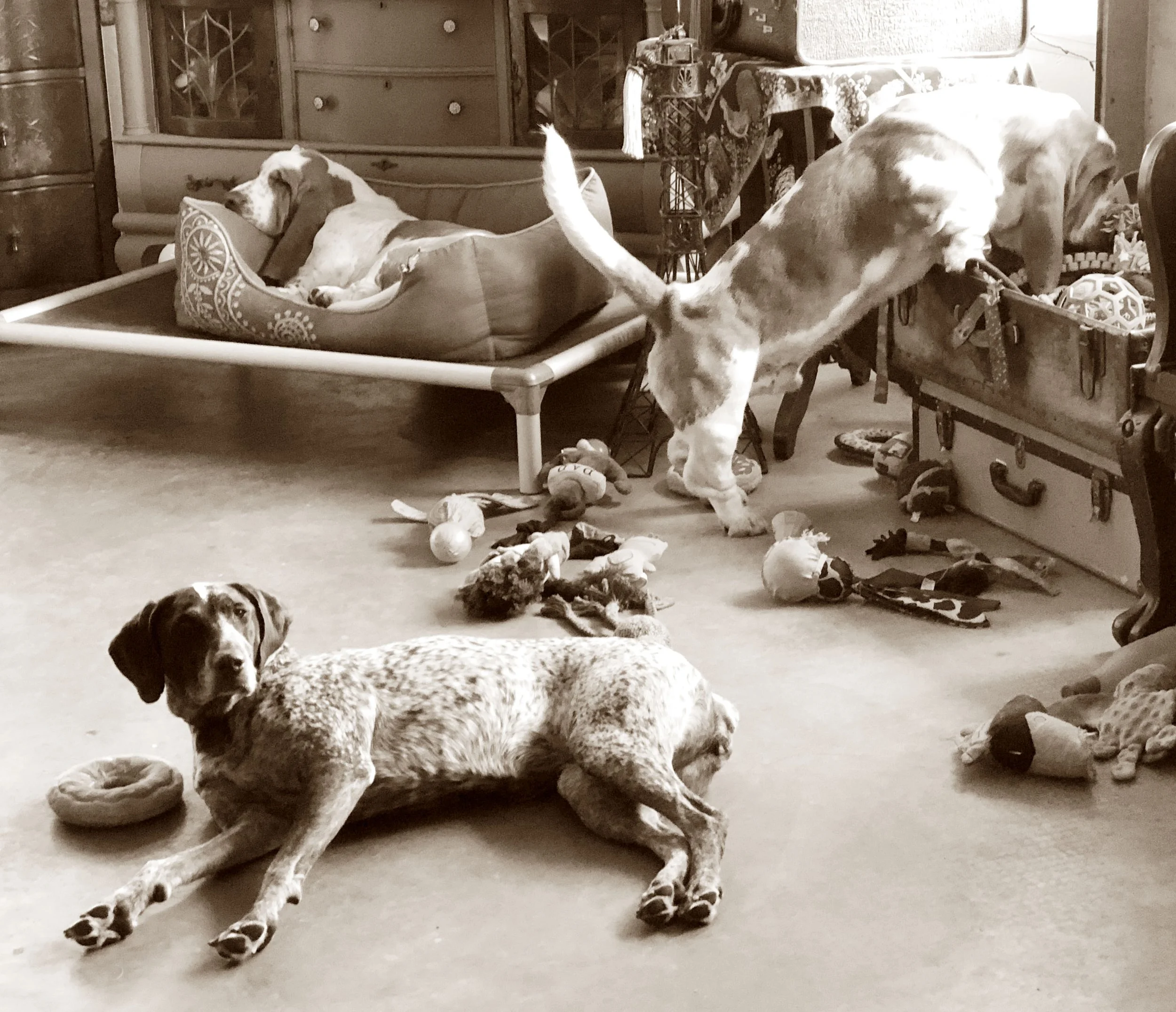 dogs 3.jpg