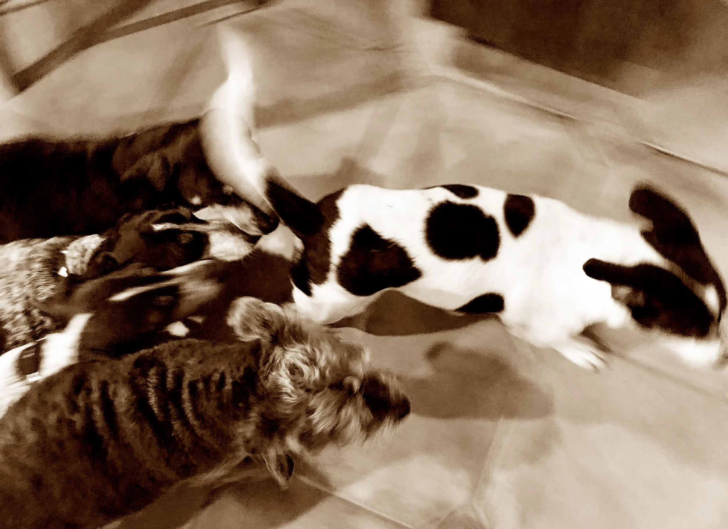 dogs in motion.jpg