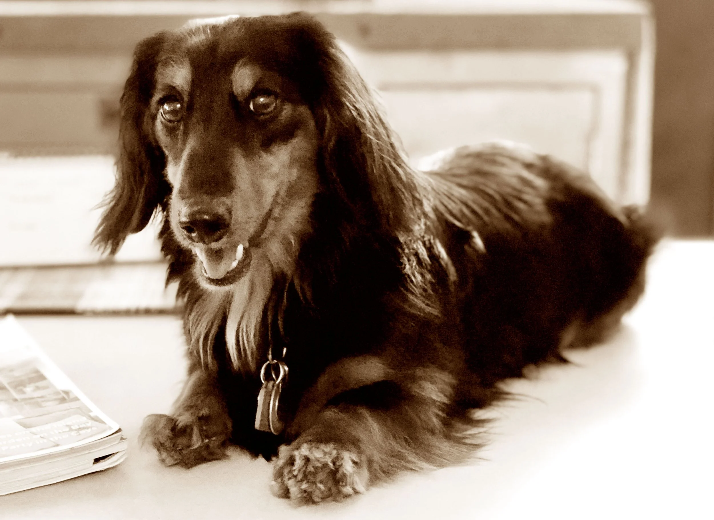 doxie.jpg