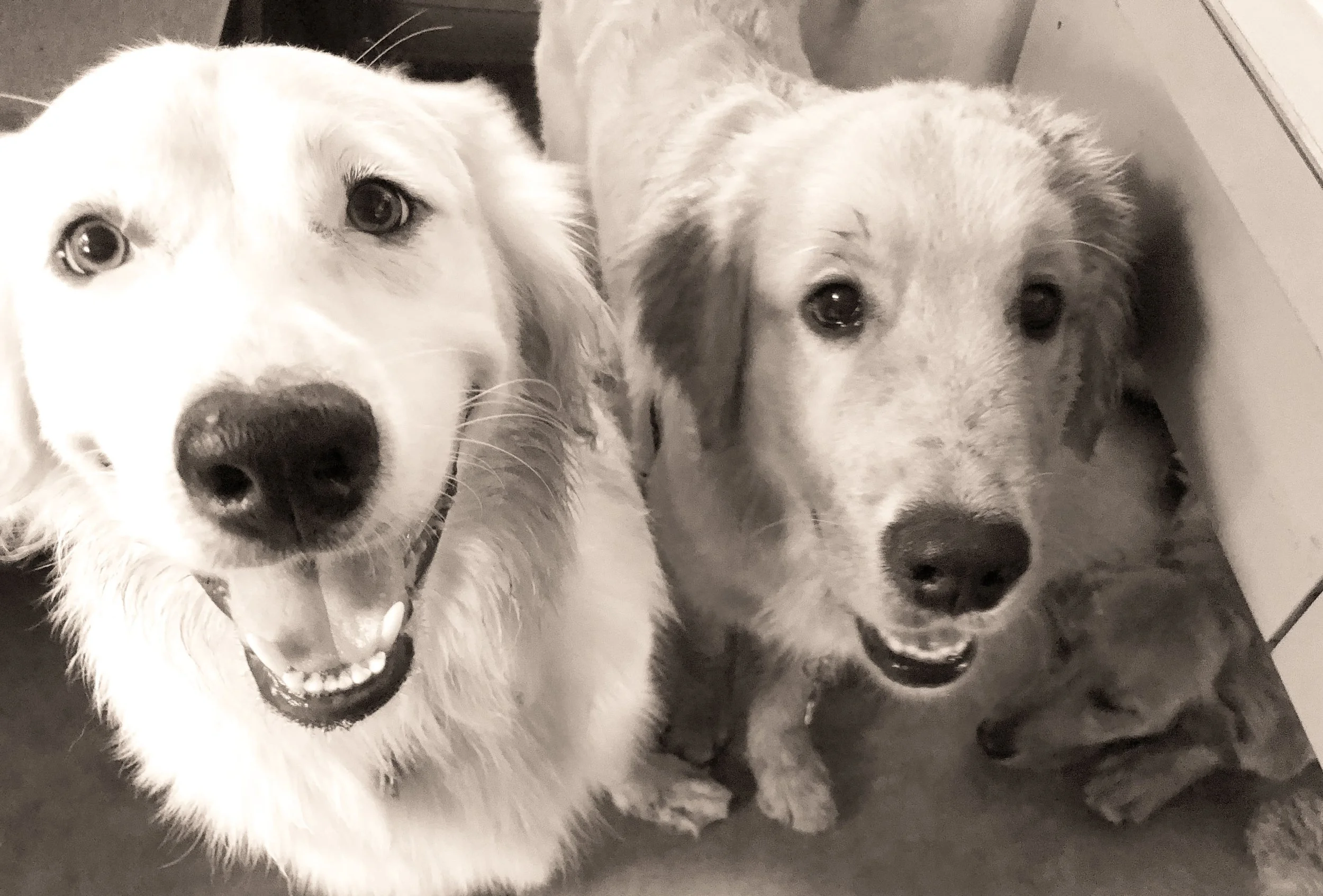 Goldens.jpg