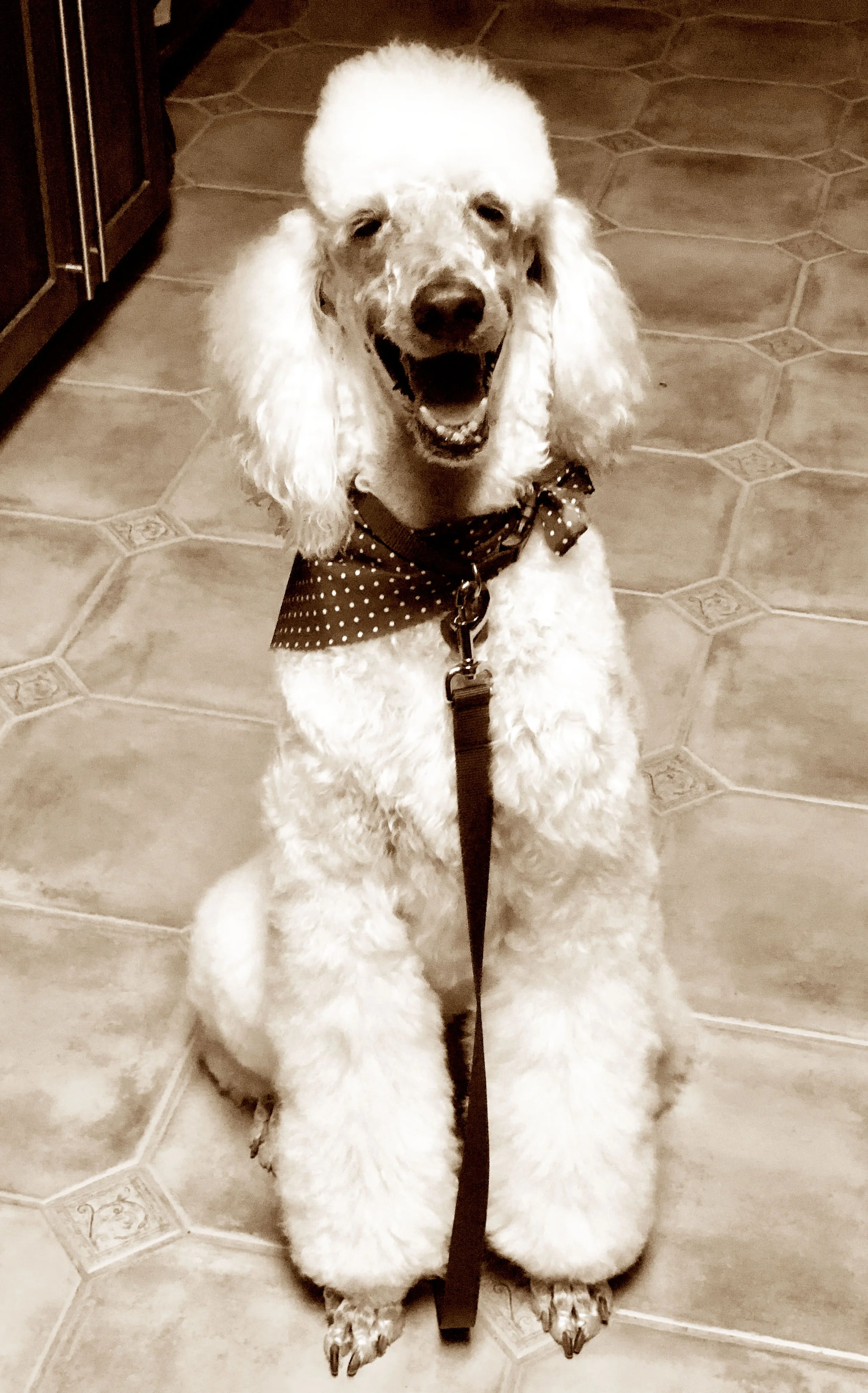 jaxson pose.jpg