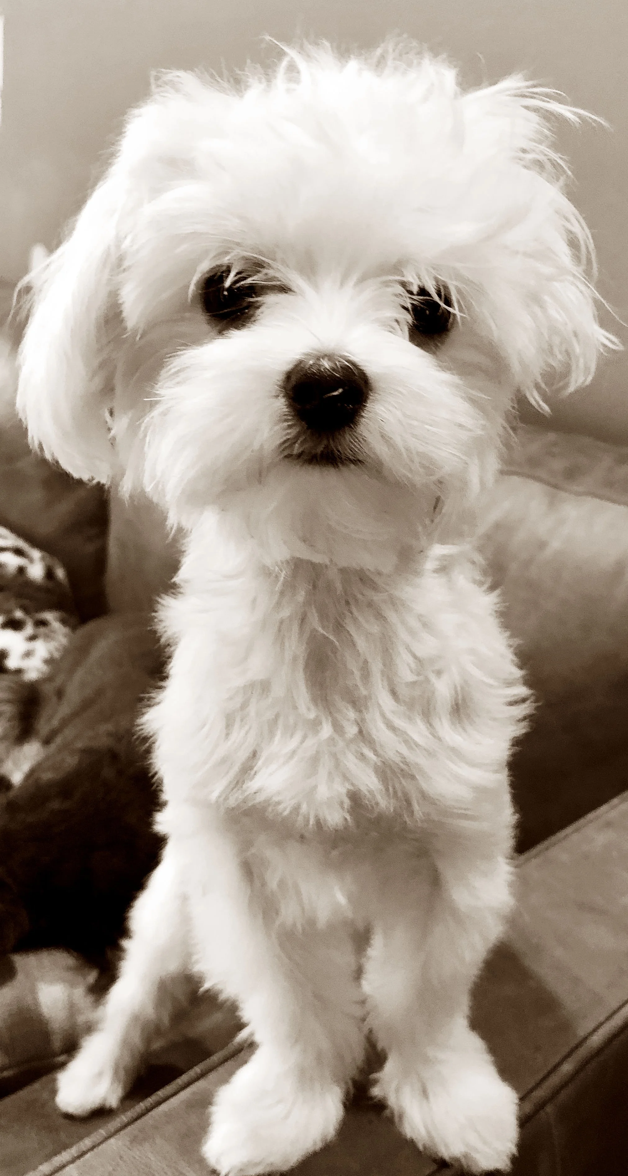 little wht dog.jpg