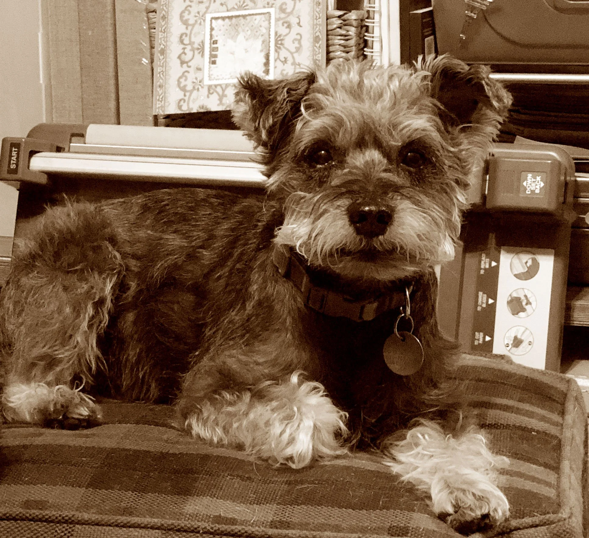 littledoggy.jpg