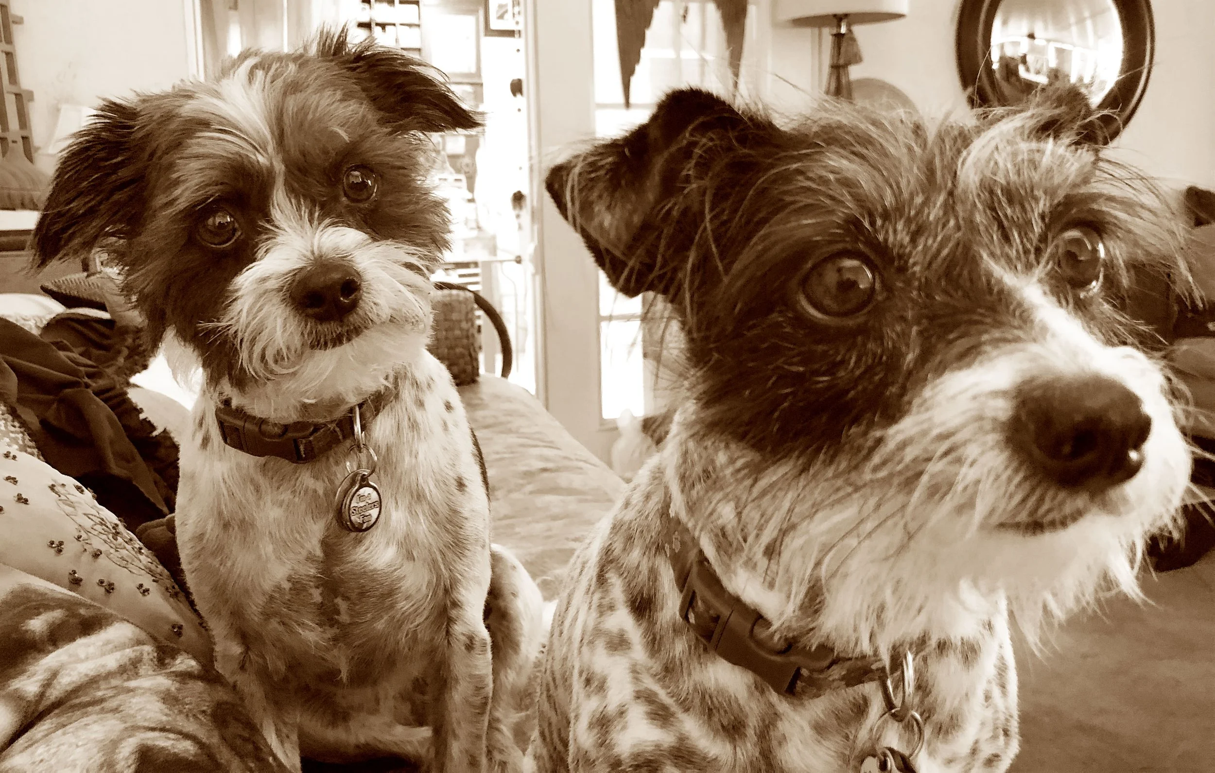 spotted dogs.jpg