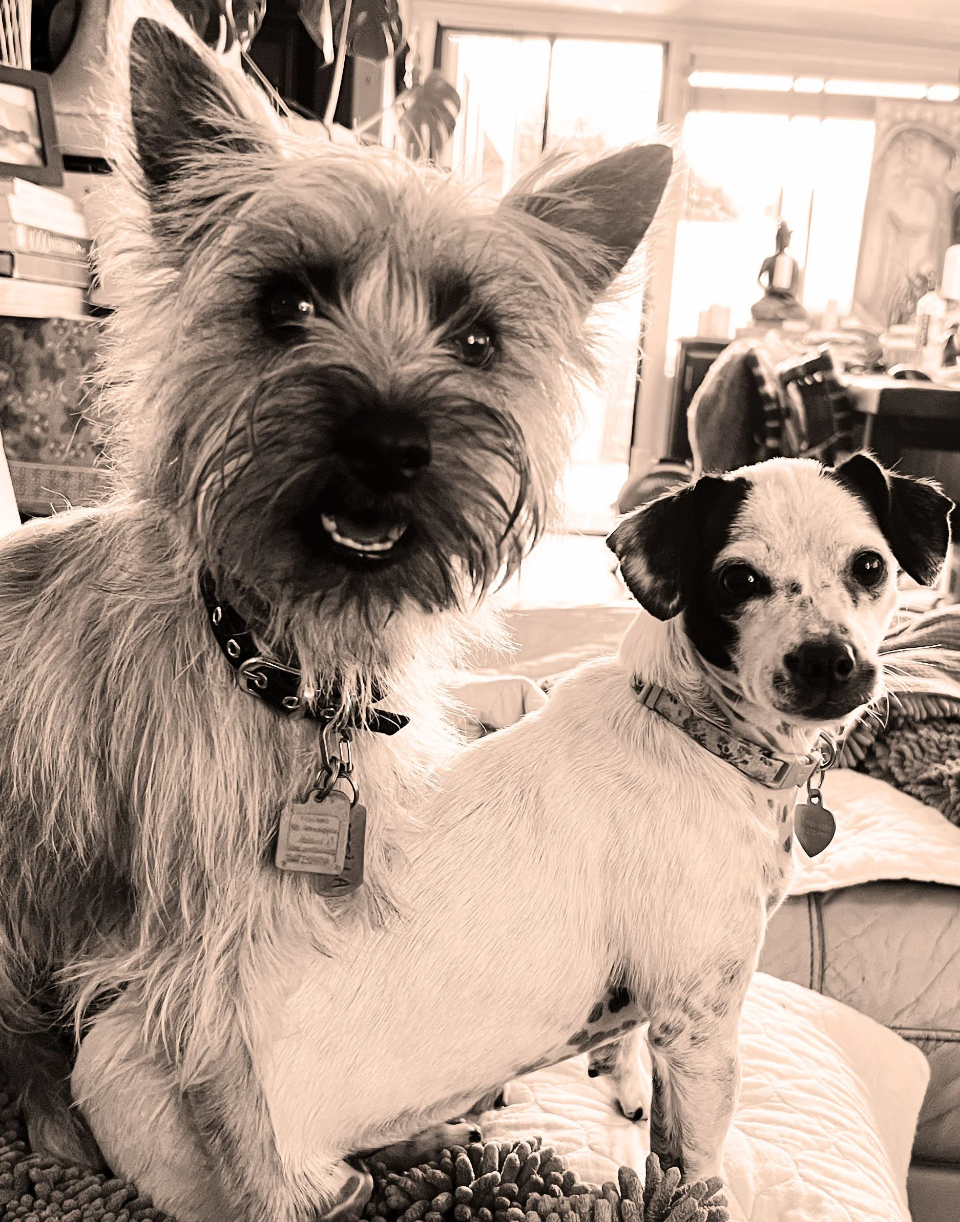 Stella & Pebbles copy.jpg