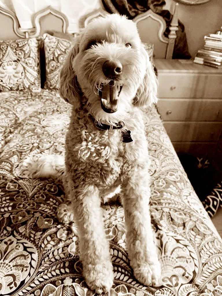 teddy01.jpg