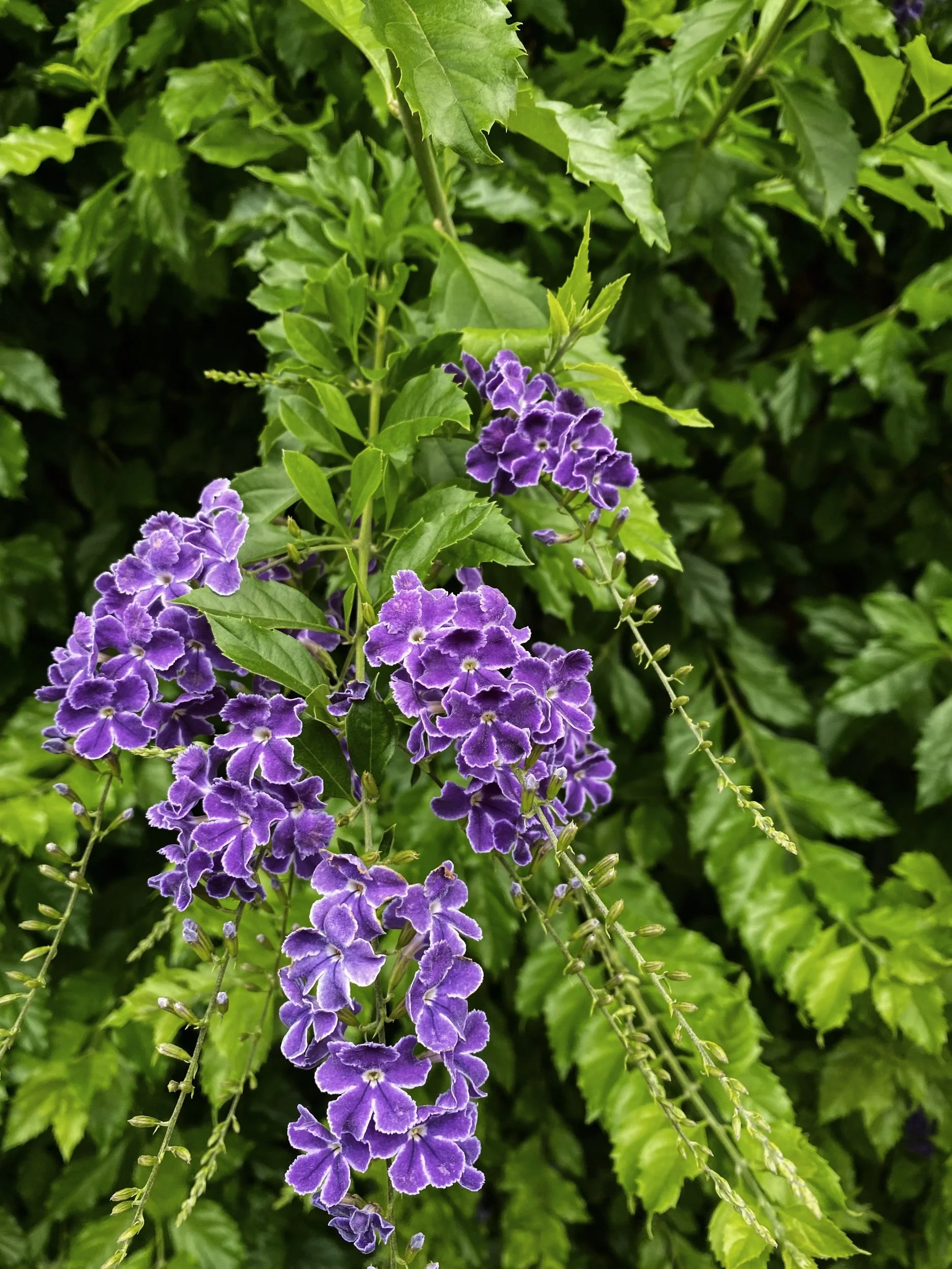 IMG_0972.jpeg