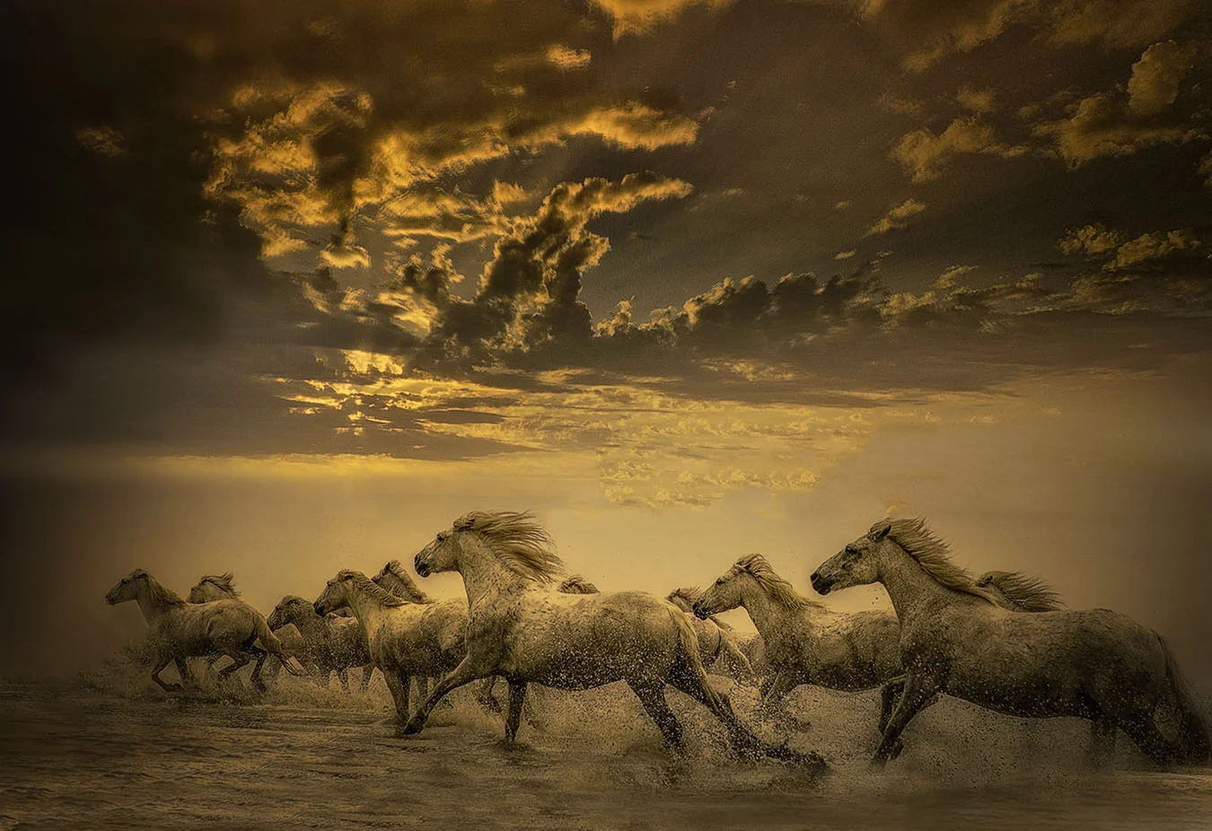 Sundown on the Camargue Limited edition archival print 44 x 27