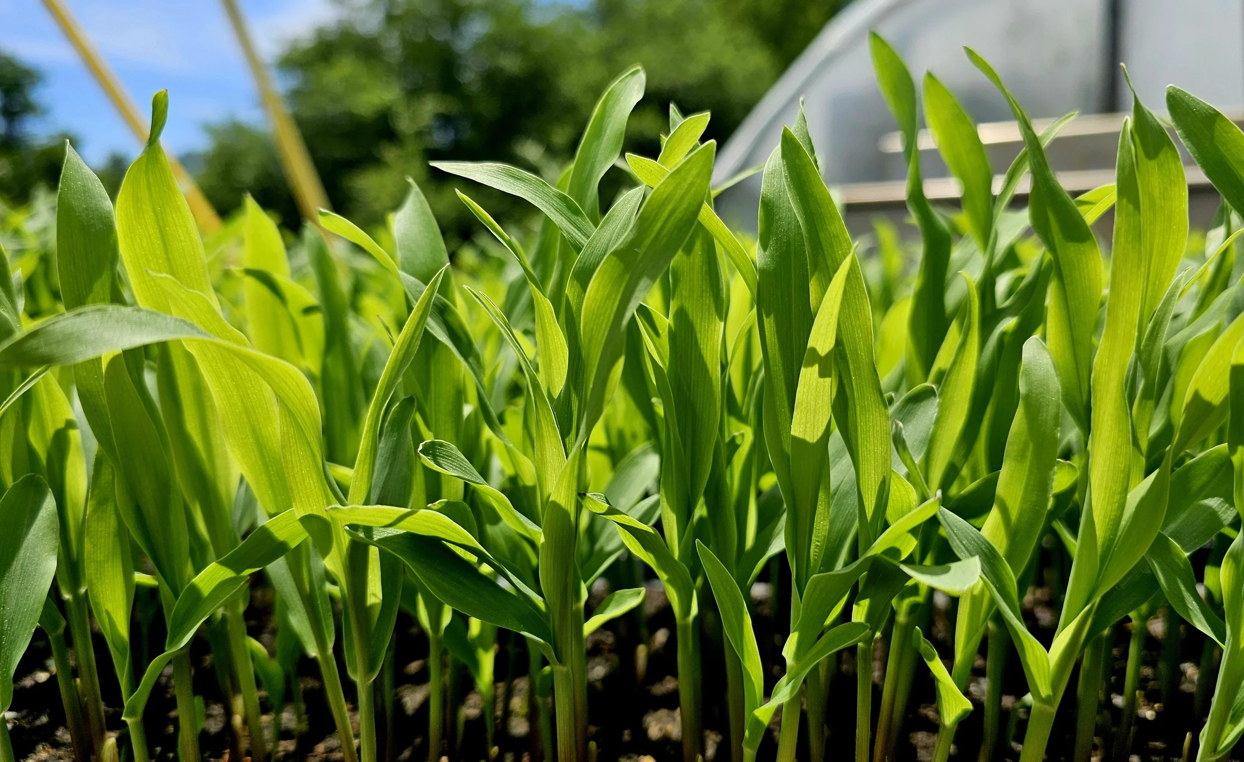corn seedlings.jpg