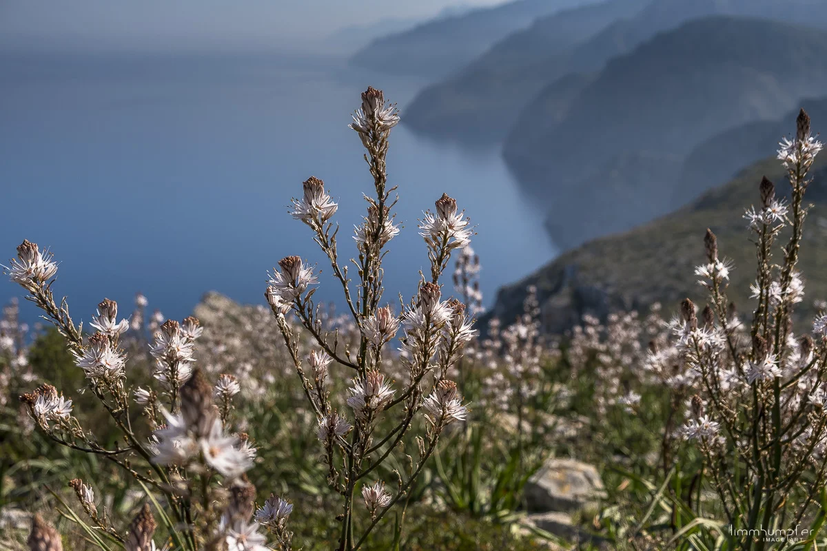 Liliengewächs vor Traumkulisse... auch das ist Teil des GR221.