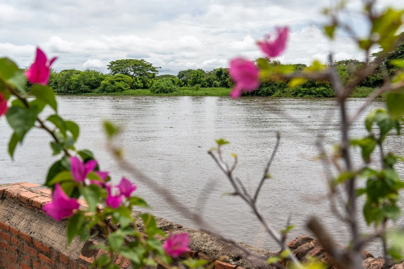  Blick über den Río Magdalena bei Mompox, eingerahmt von pinker Bougainvillea und dichter grüner Uferlandschaft. 