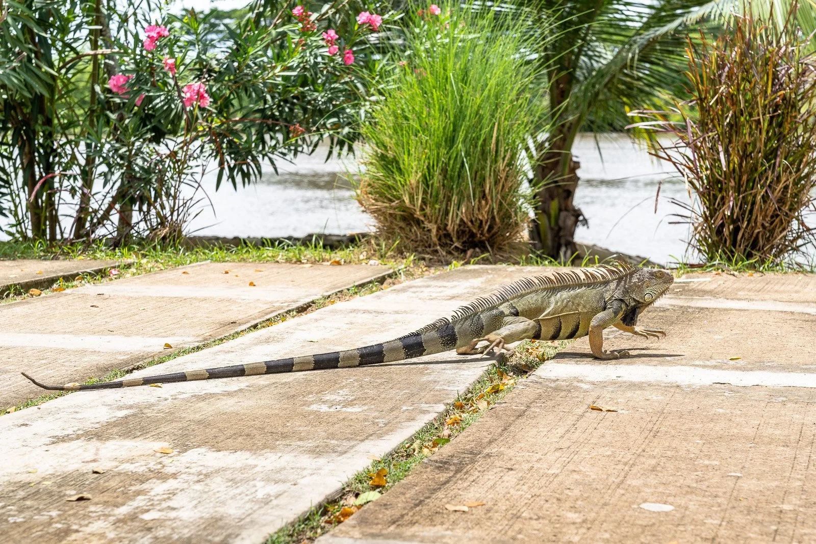  Grüner Leguan auf einem Weg am Río Magdalena in Mompox, umgeben von tropischen Pflanzen und Ufervegetation. 