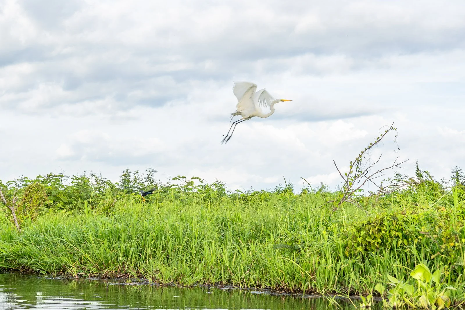  Silberreiher (Ardea alba) startet aus dem dichten Ufergras der Ciénaga de Pijiño in Magdalena, Kolumbien. 