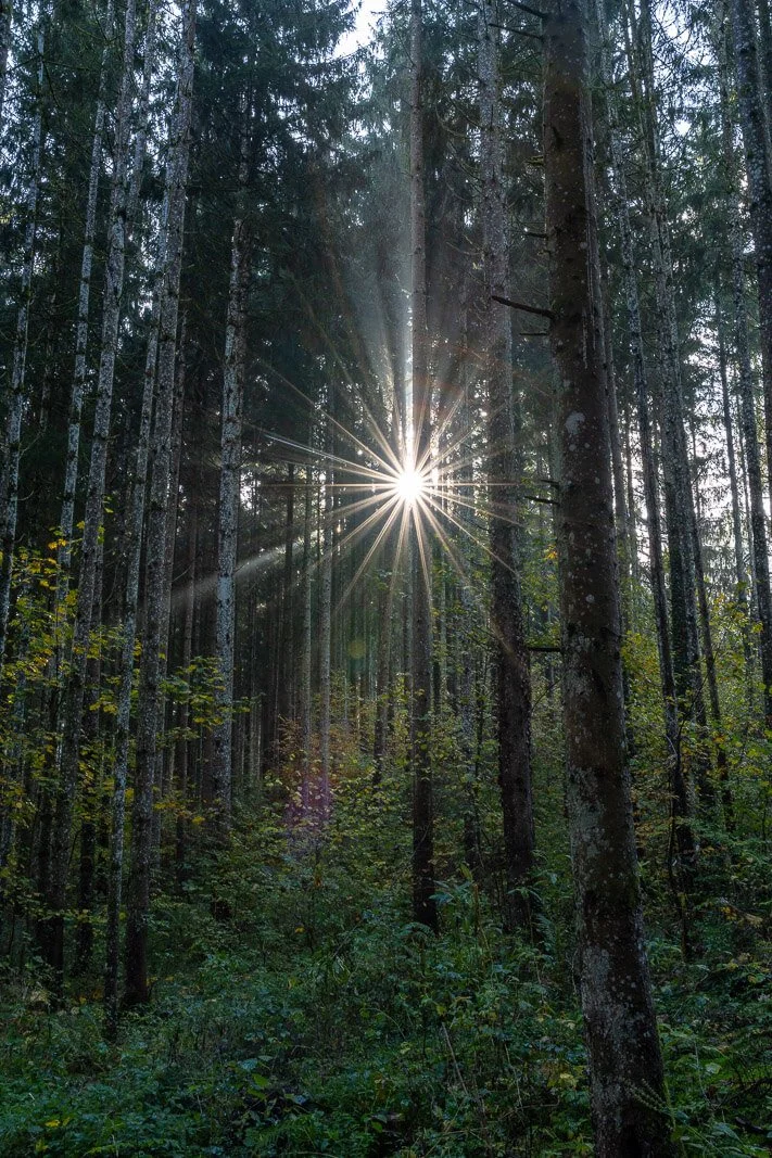  Sonnenlicht im Nadelwald am Schluchtensteig im Schwarzwald 