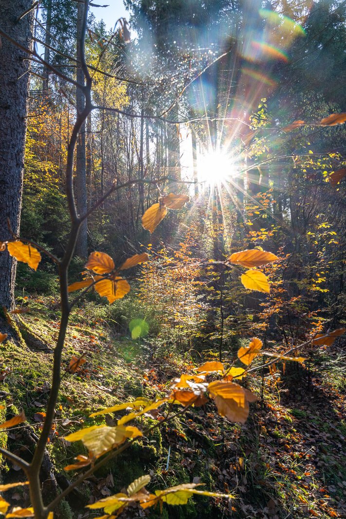  Sonnenlicht im herbstlichen Wald am Schluchtensteig im Schwarzwald 