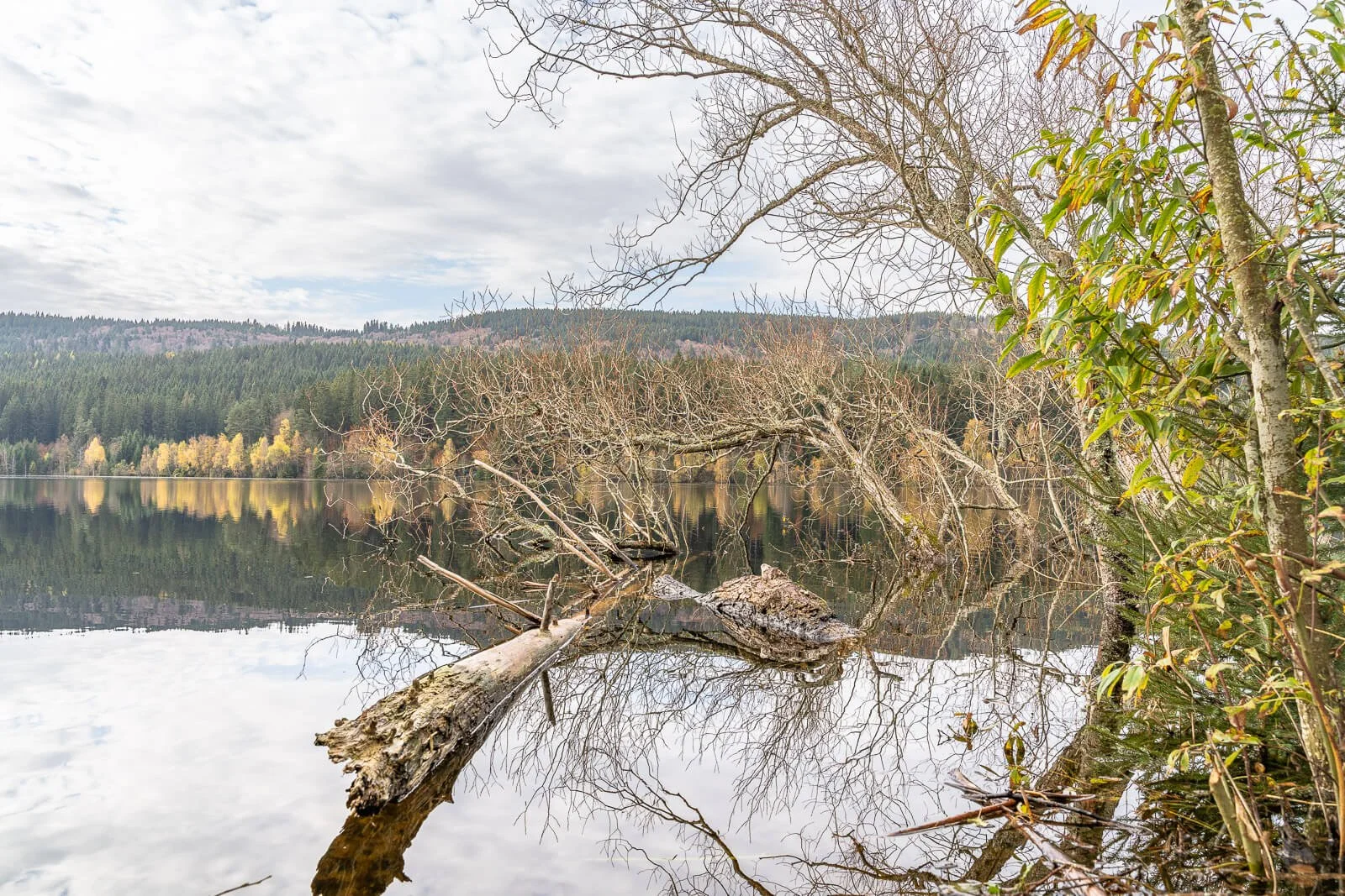  Herbstlicher Schluchsee im Schwarzwald entlang des Schluchtensteigs 