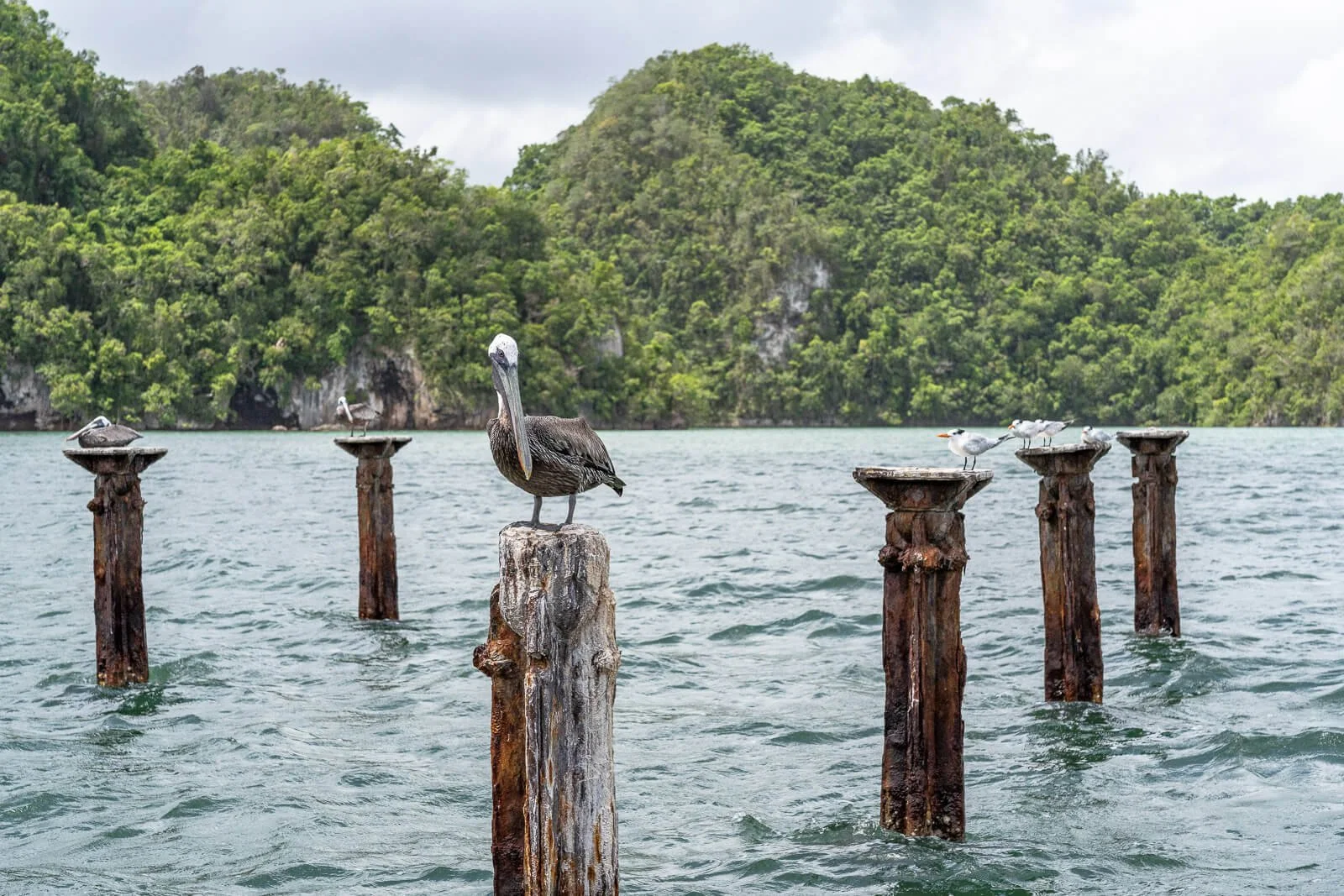  Pelikan auf alten Holzpfählen vor grüner Küstenlandschaft im Nationalpark Los Haitises, Dominikanische Republik 