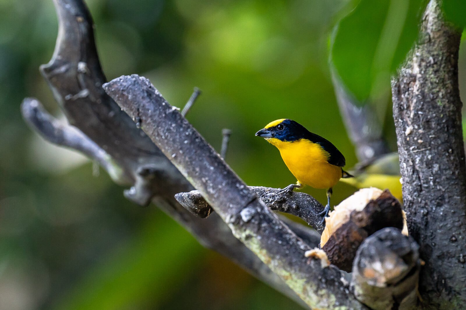 Fauna im Tropenwald der Provinz Chocó an der kolumbianischen Pazifikküste