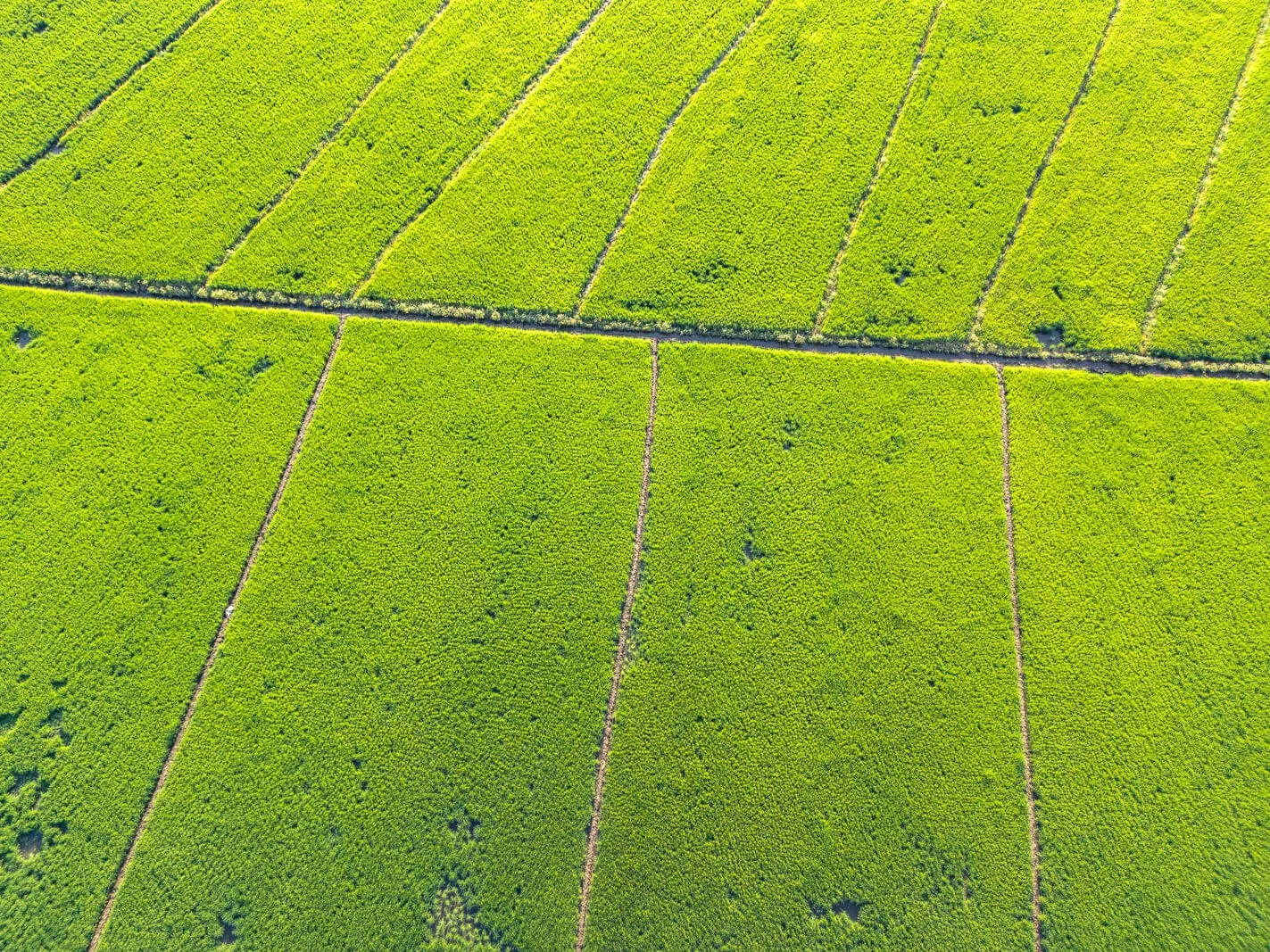 Reisfelder bei San Francisco de Macoris im Cibao-Tal in der Dominikanischen Republik