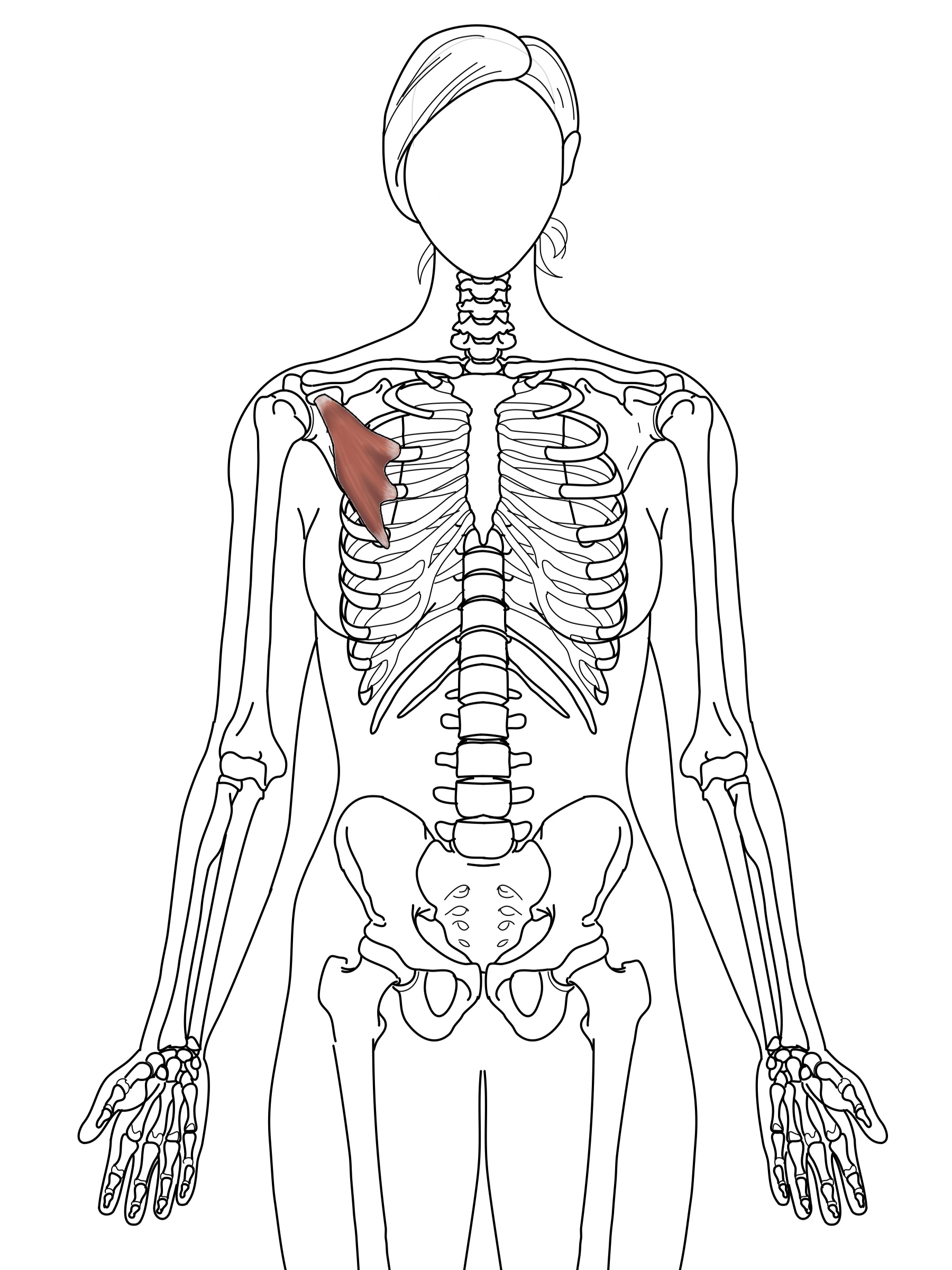 Pec Minor.jpg